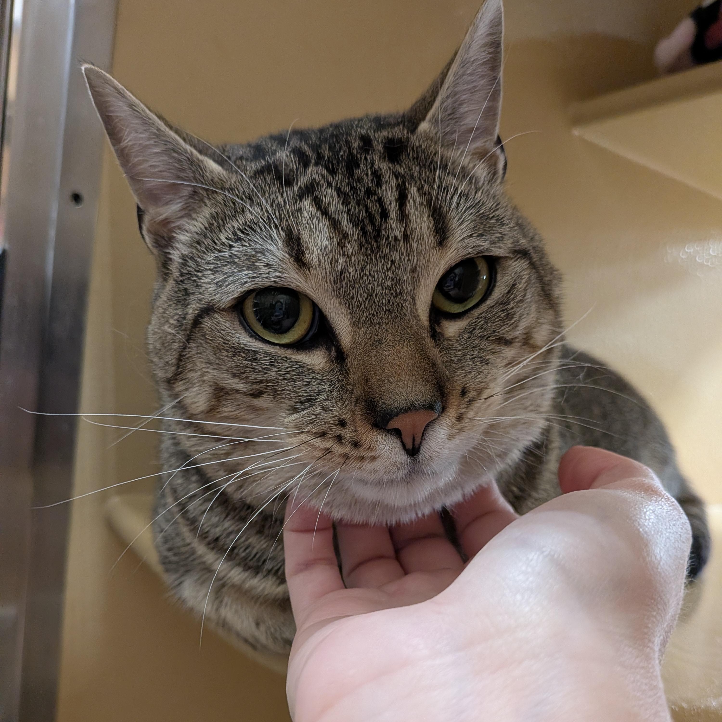 Enlarge Moe, an adopted Domestic Short Hair in Woburn, MA image 2/4
