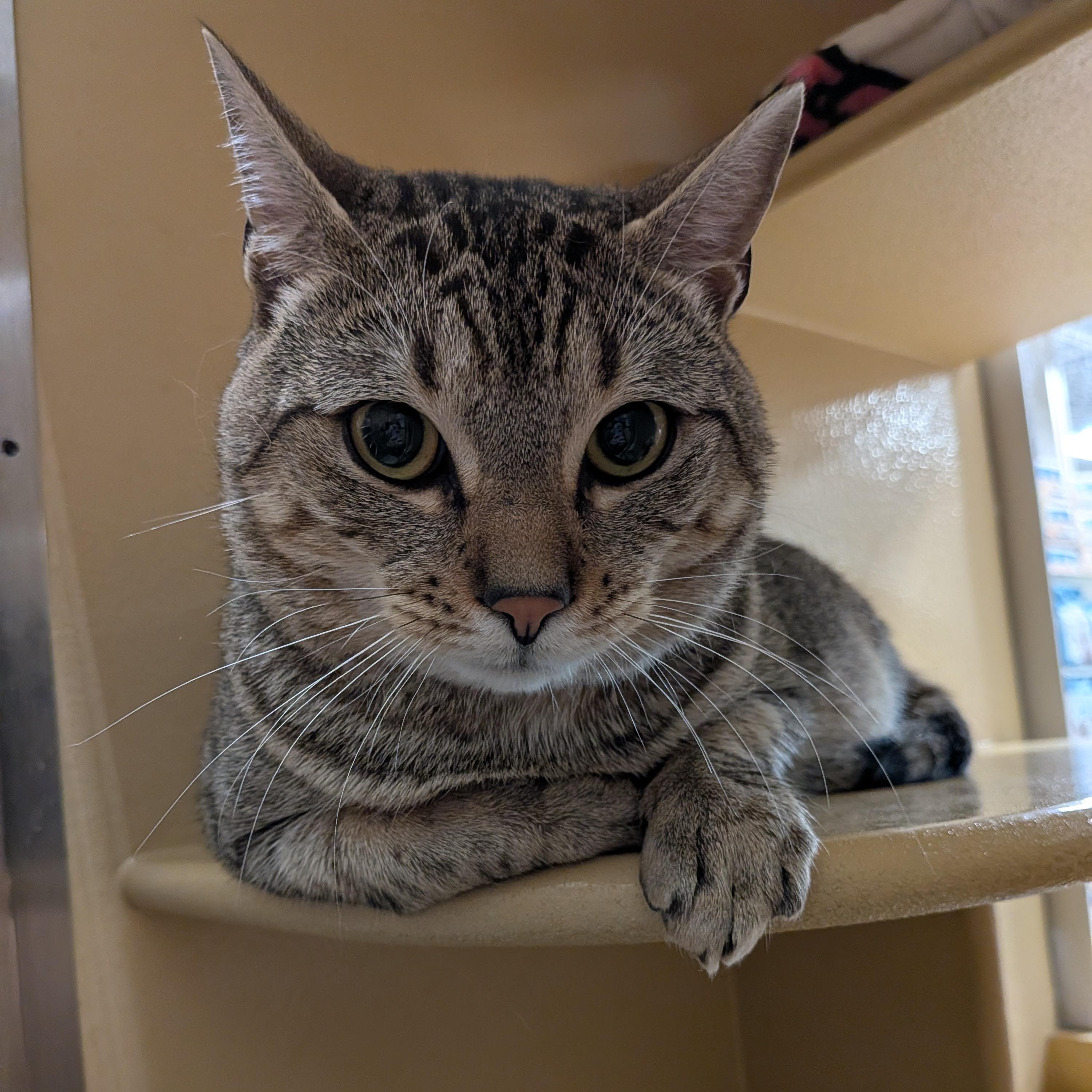 Moe, adopted, Young Male Domestic Short Hair.