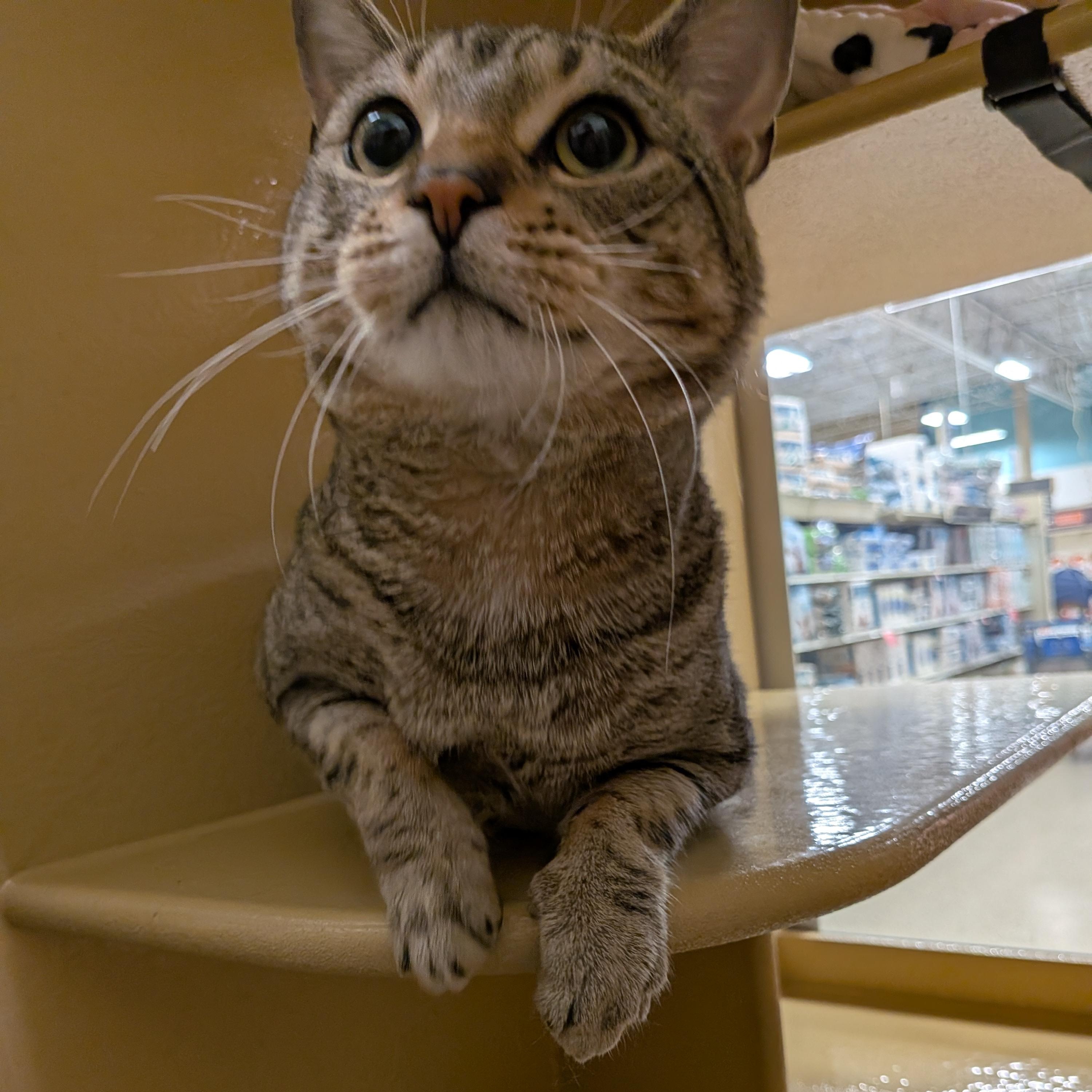 Enlarge Moe, an adopted Domestic Short Hair in Woburn, MA image 3/4