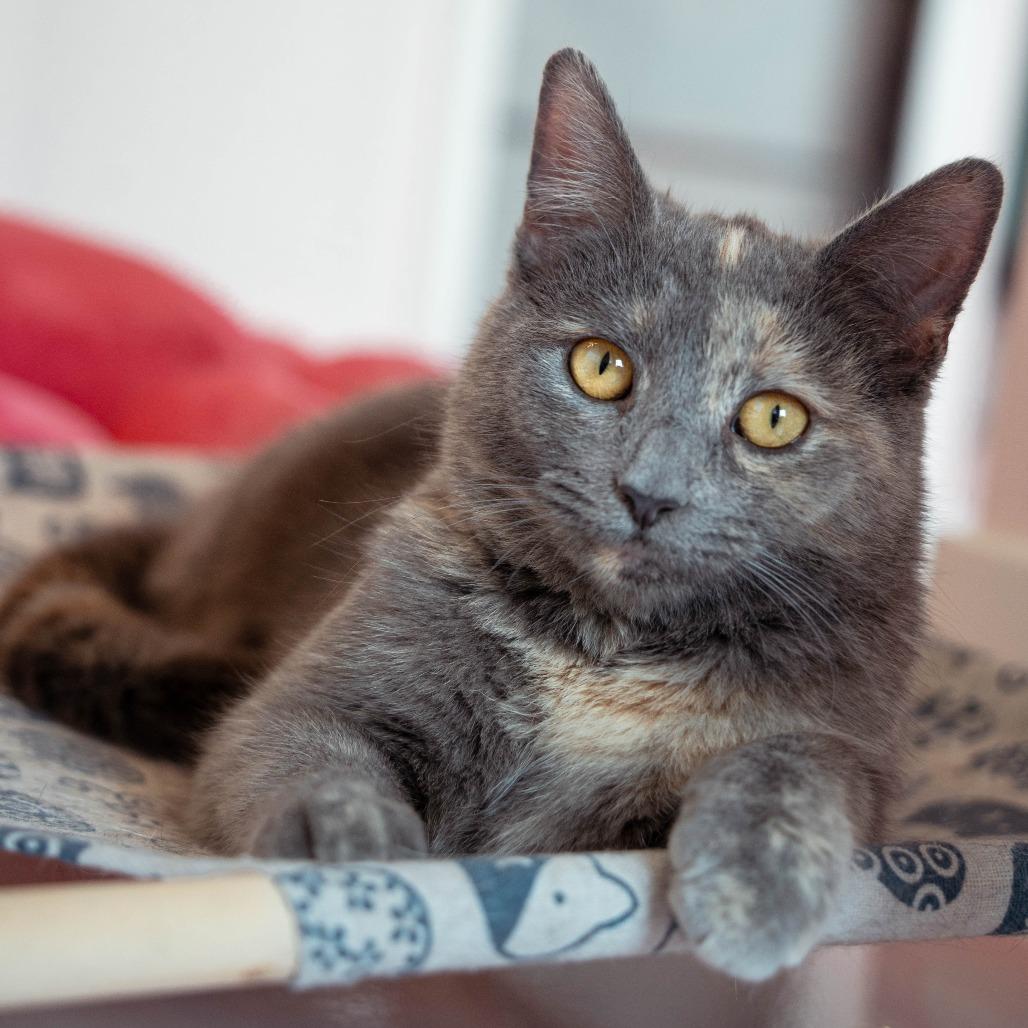 Jasmine, a Adoptable Domestic Short Hair in Forest Park, IL image 1/6