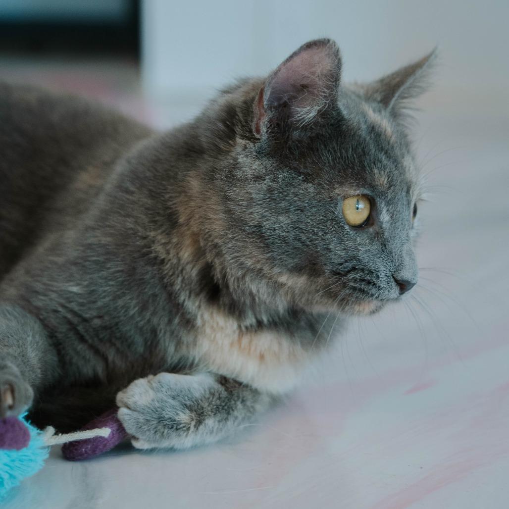 Jasmine, a Adoptable Domestic Short Hair in Forest Park, IL image 2/6