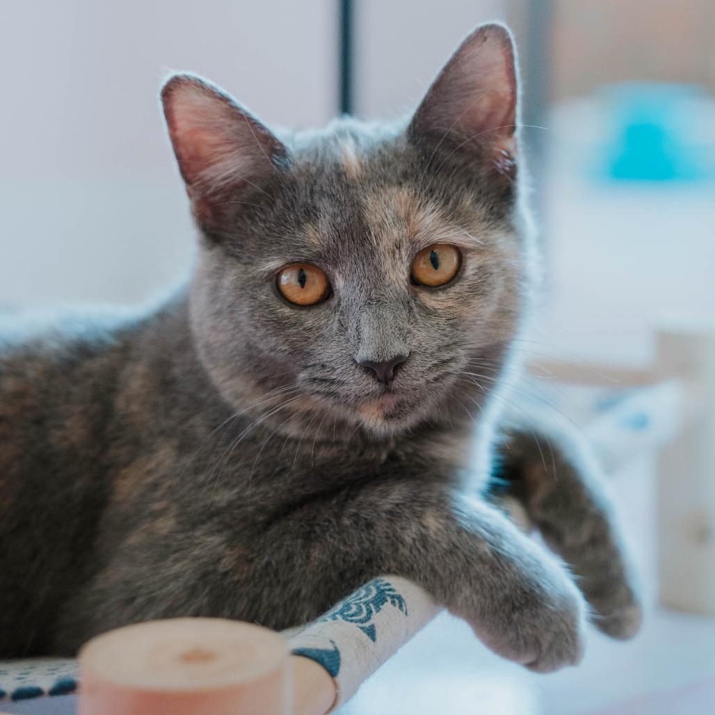 Jasmine, a Adoptable Domestic Short Hair in Forest Park, IL image 3/6