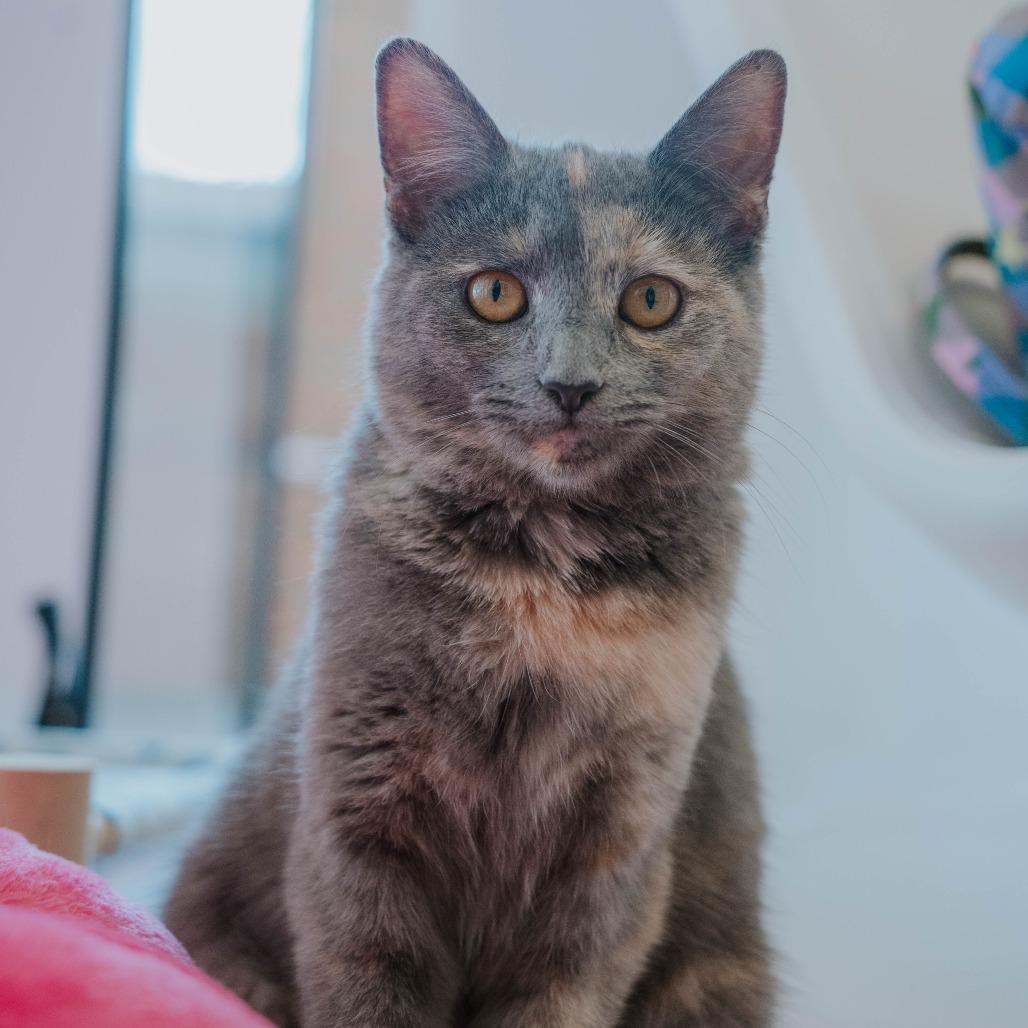 Jasmine, a Adoptable Domestic Short Hair in Forest Park, IL image 4/6