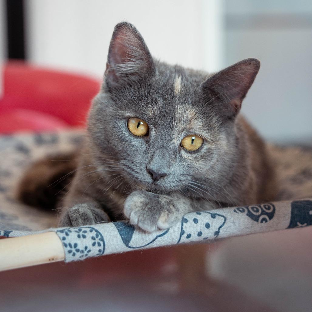 Jasmine, a Adoptable Domestic Short Hair in Forest Park, IL image 5/6