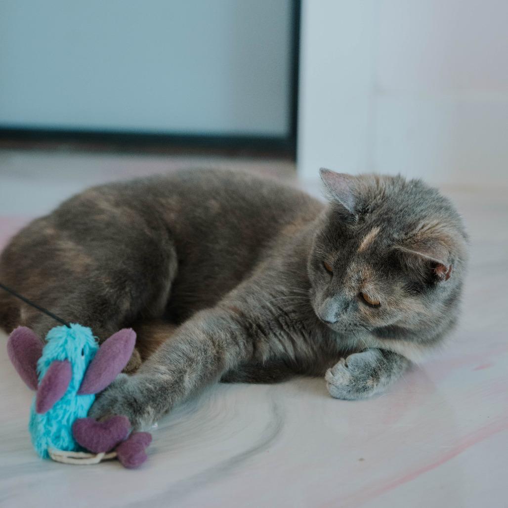 Jasmine, a Adoptable Domestic Short Hair in Forest Park, IL image 6/6