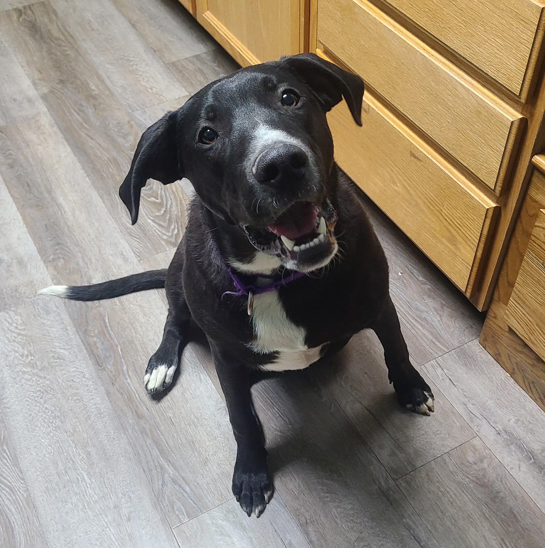 Bentley, ADOPTABLE, Young Male Black Labrador Retriever.