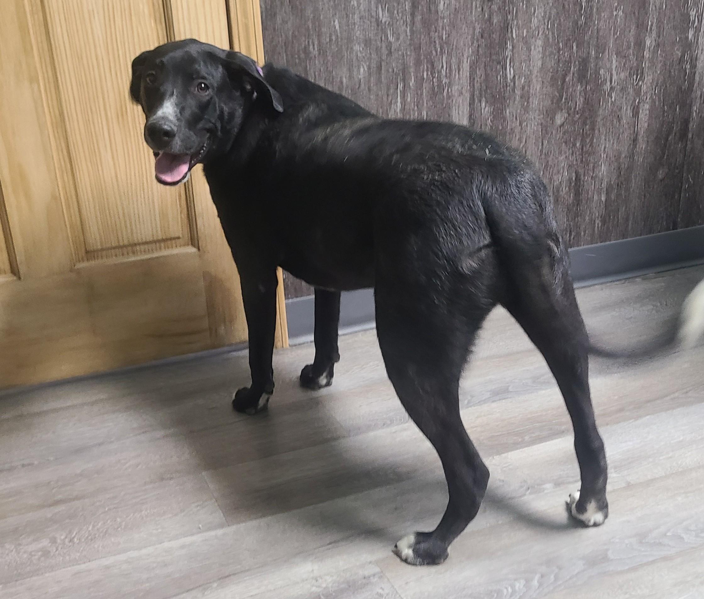 Enlarge Bentley, a ADOPTABLE mixed breed in Newcastle, WY image 2/3