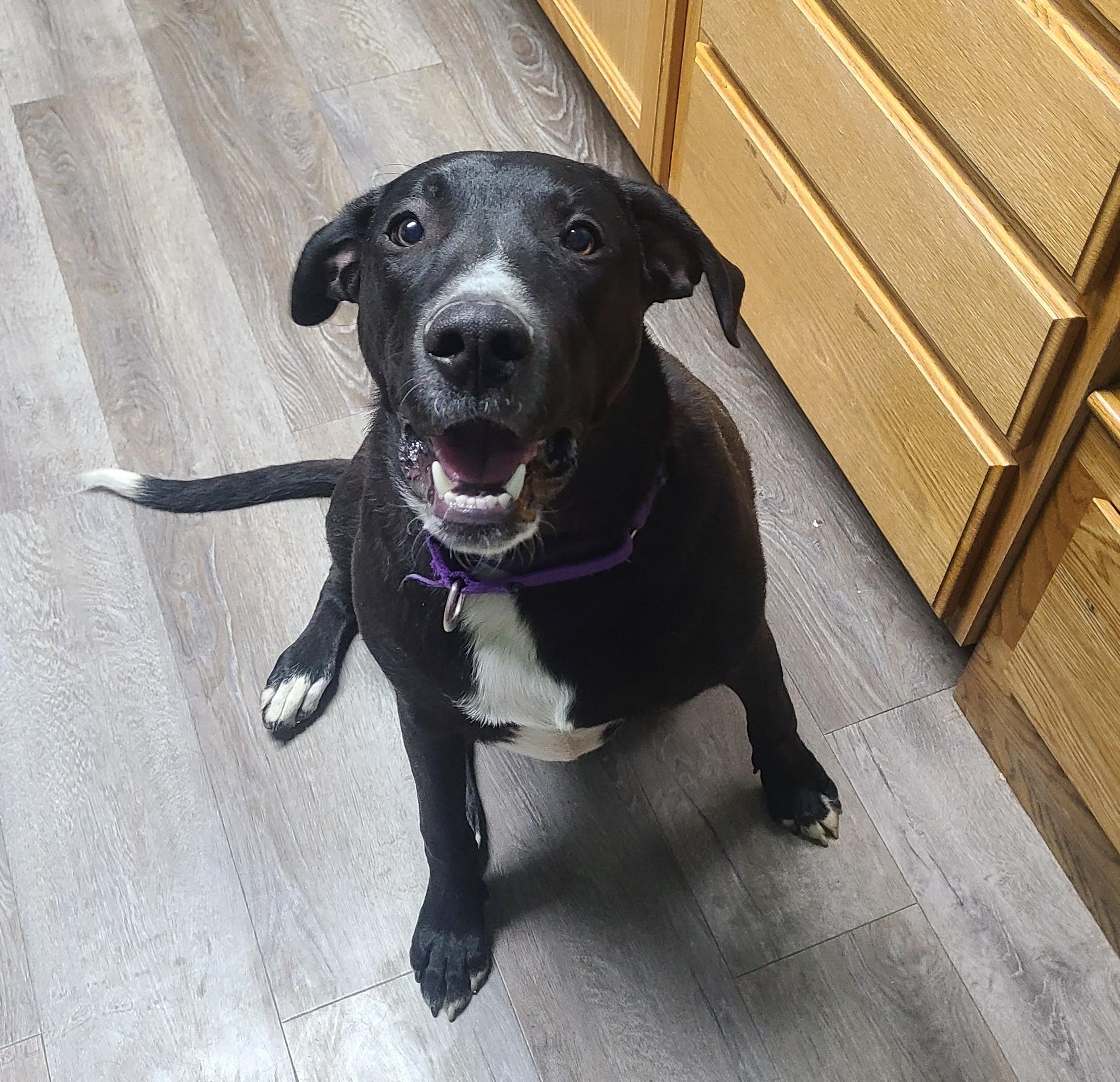 Enlarge Bentley, a ADOPTABLE mixed breed in Newcastle, WY image 3/3