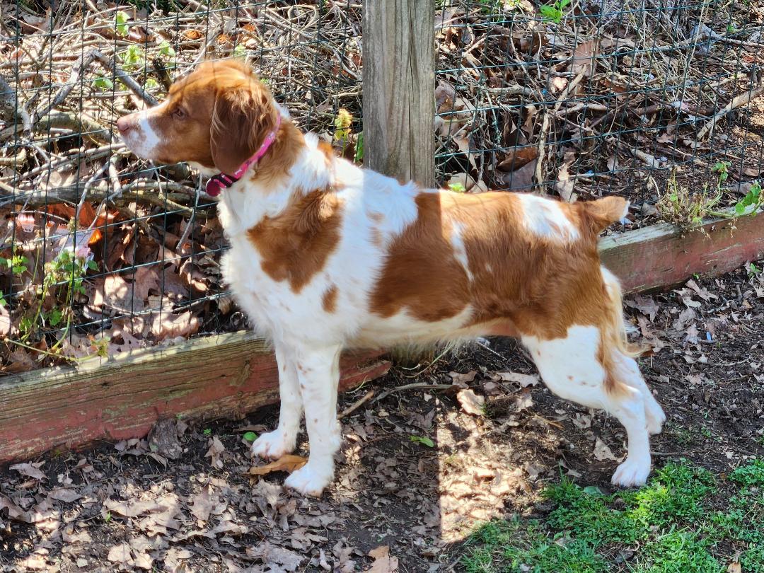 PA/Elle L, Adoptable, Adult Female Brittany Spaniel.