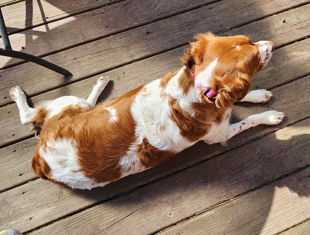 Enlarge PA/Elle L, a Adoptable Brittany Spaniel in Erie, PA image 3/3