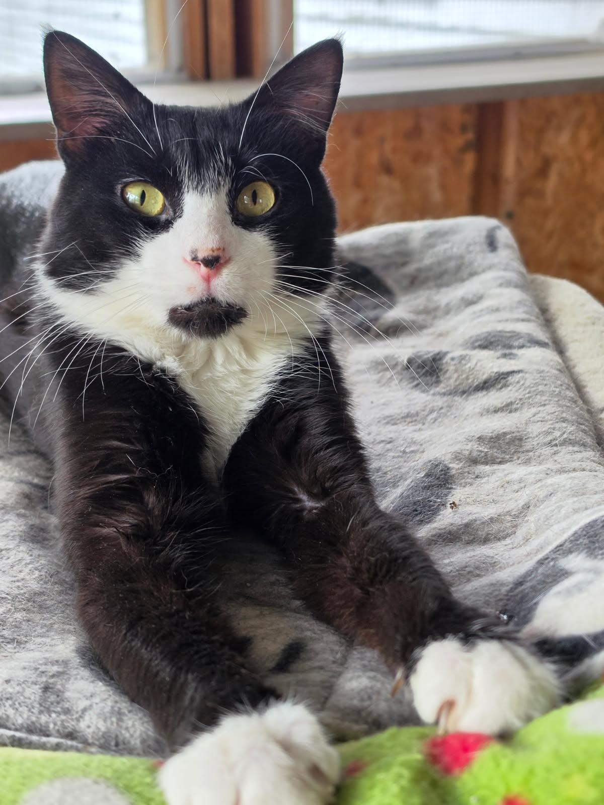 Joe, a ADOPTABLE Domestic Short Hair in Delmont, PA image 1/2