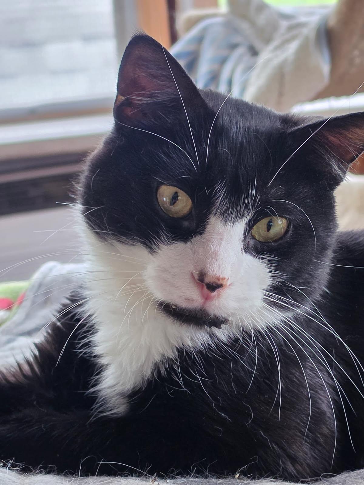 Joe, a ADOPTABLE Domestic Short Hair in Delmont, PA image 2/2