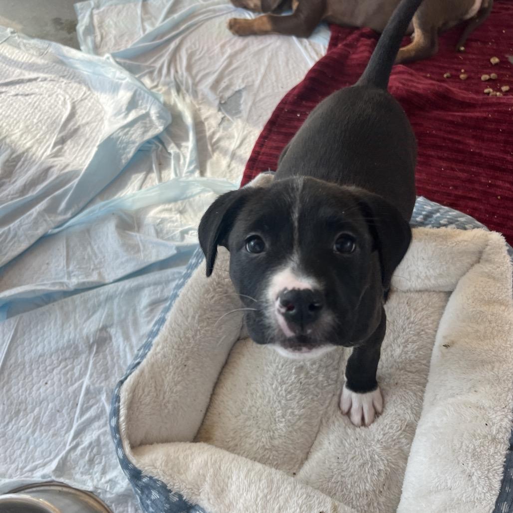 Sylvie, Adoptable, Puppy Female Mixed Breed.