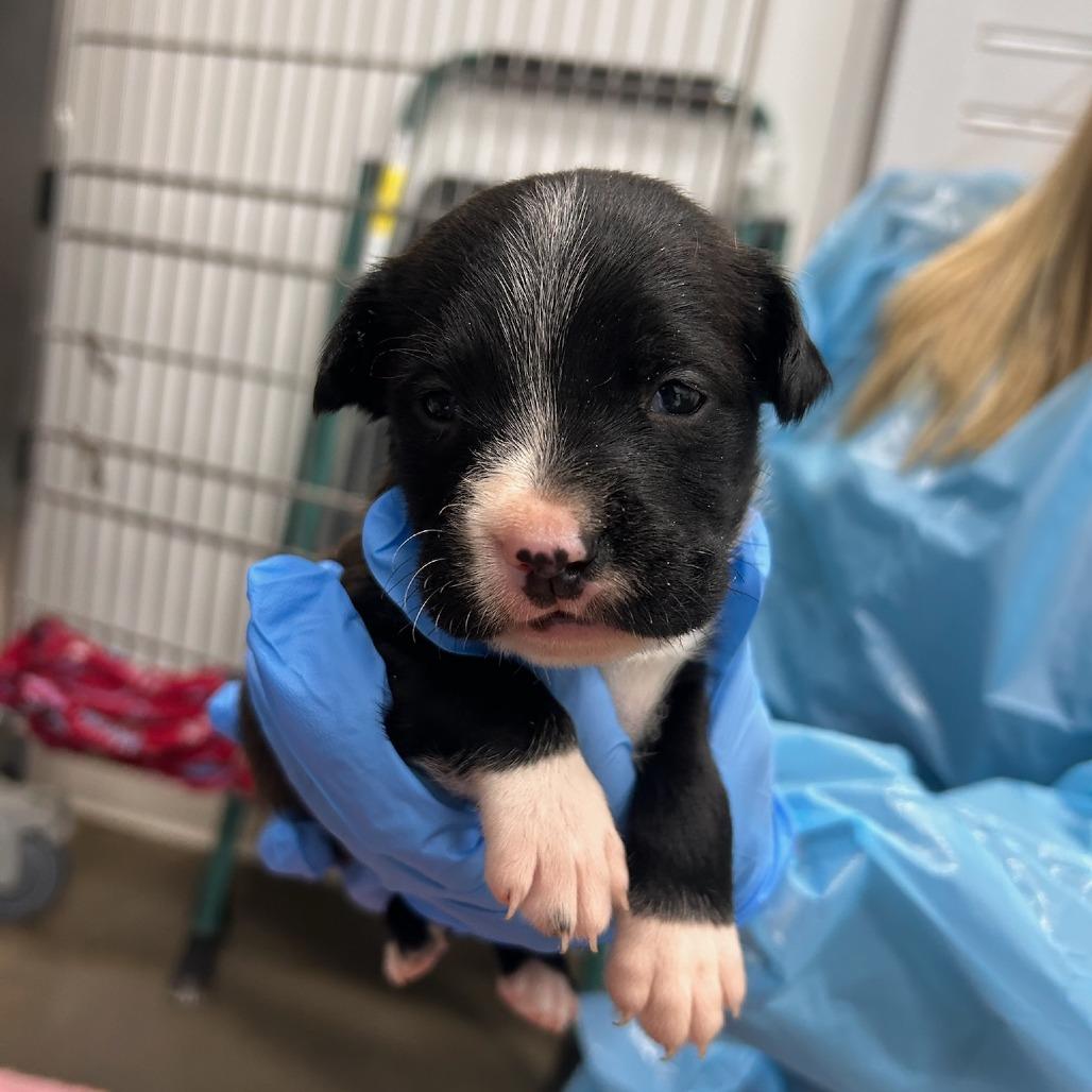 Enlarge Sylvie, a Adoptable Mixed Breed in Bentonville, AR image 2/4