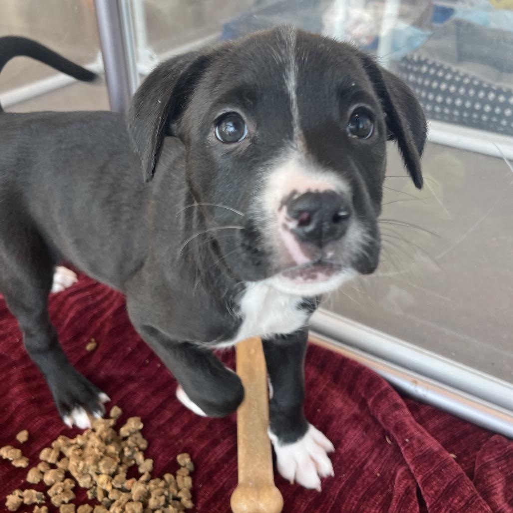 Enlarge Sylvie, a Adoptable Mixed Breed in Bentonville, AR image 3/4
