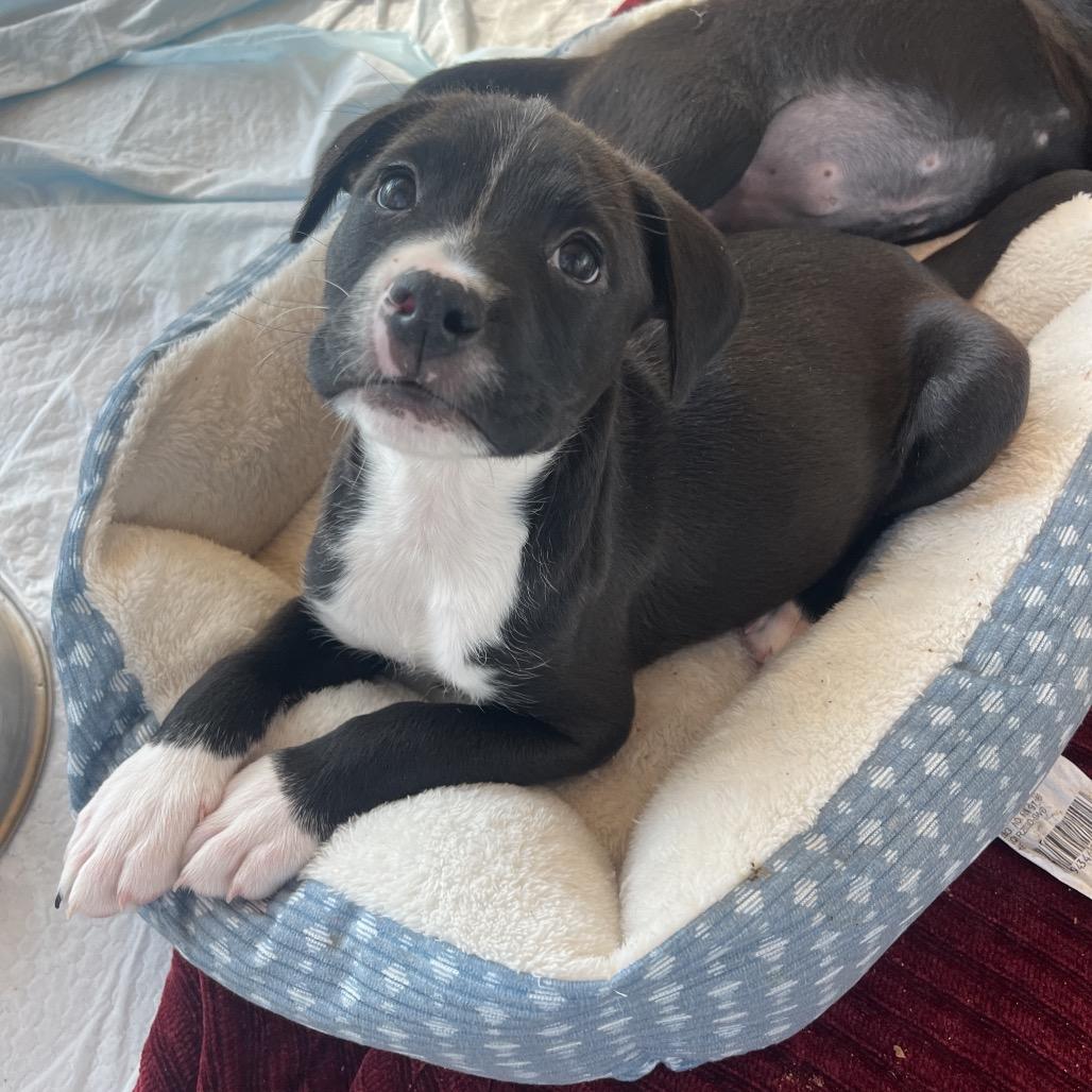 Enlarge Sylvie, a Adoptable Mixed Breed in Bentonville, AR image 4/4