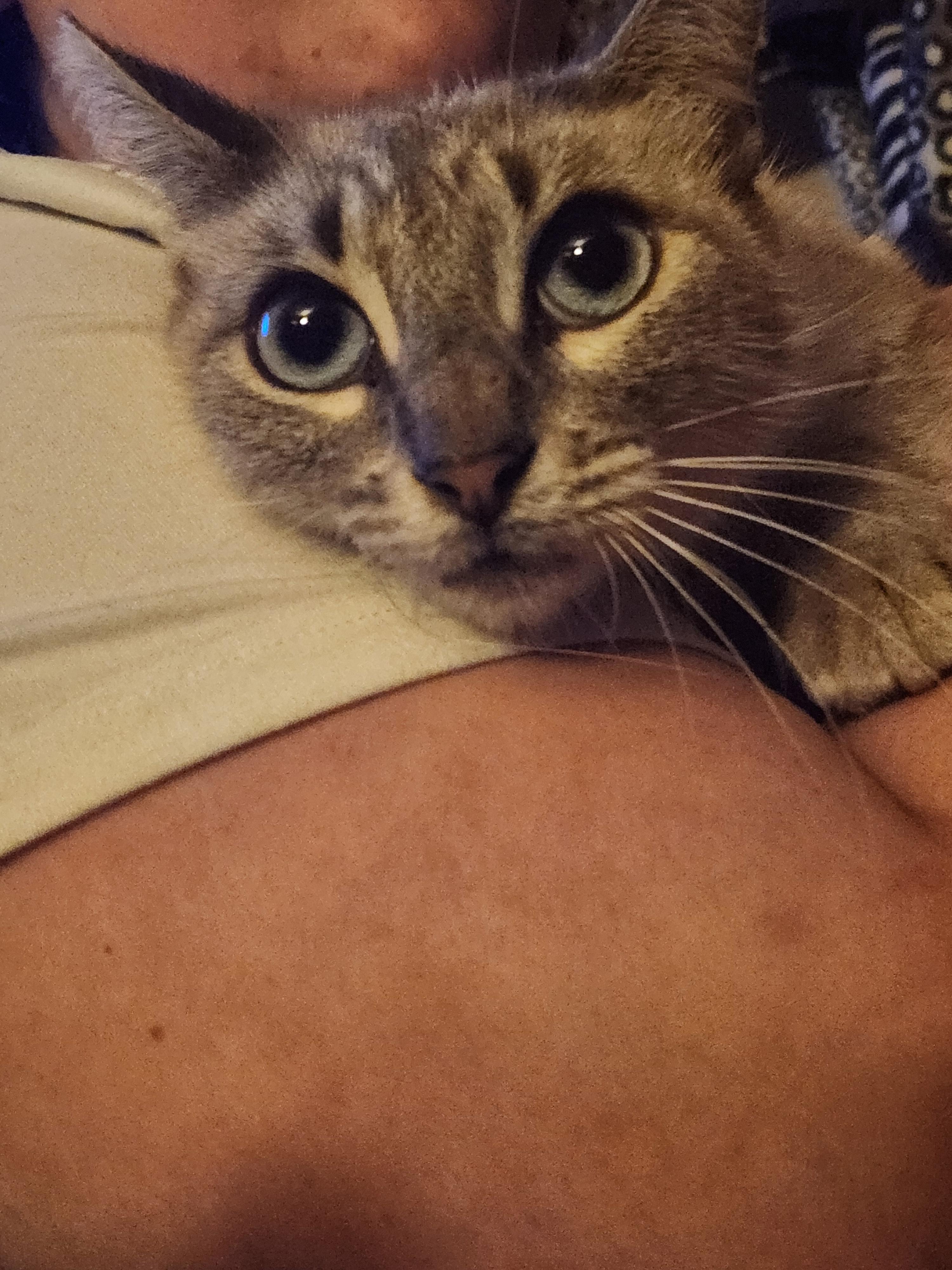 Enlarge Willow, a ADOPTABLE Siamese in Mount Pleasant, TX image 4/6