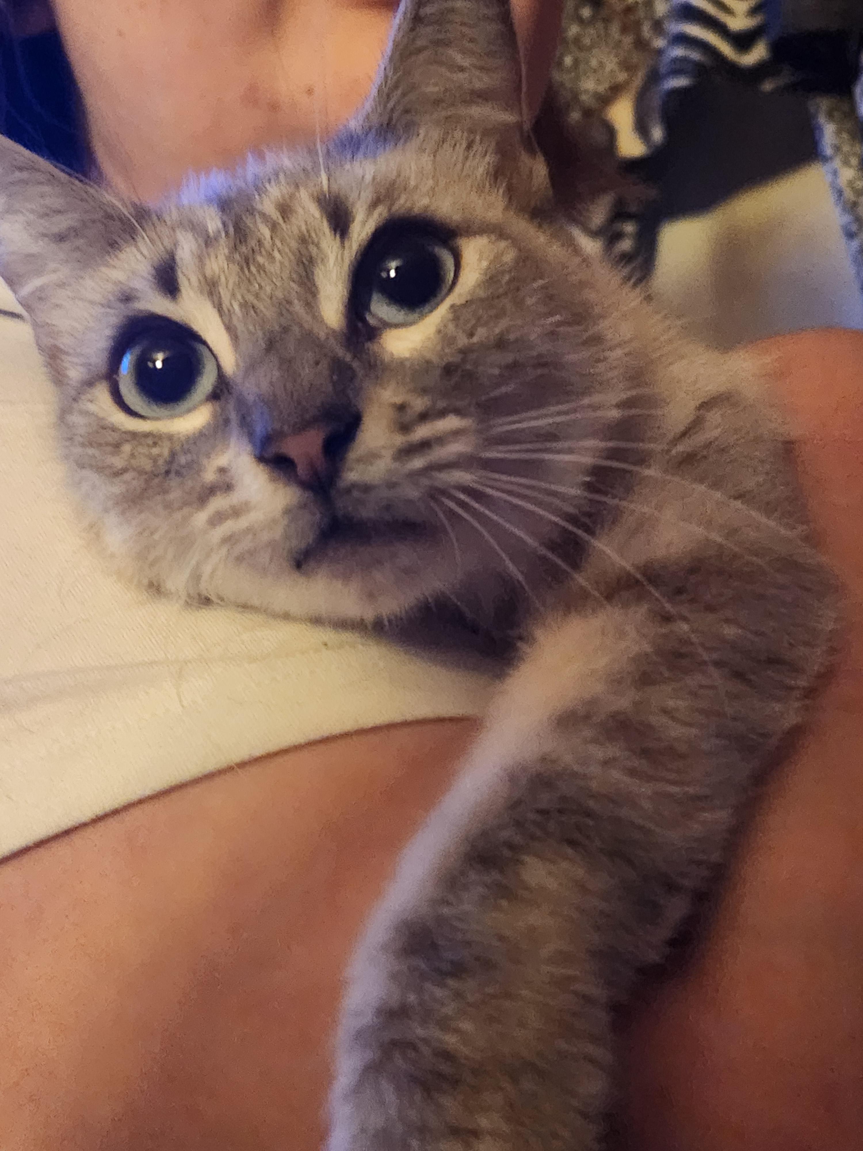 Enlarge Willow, a ADOPTABLE Siamese in Mount Pleasant, TX image 3/6