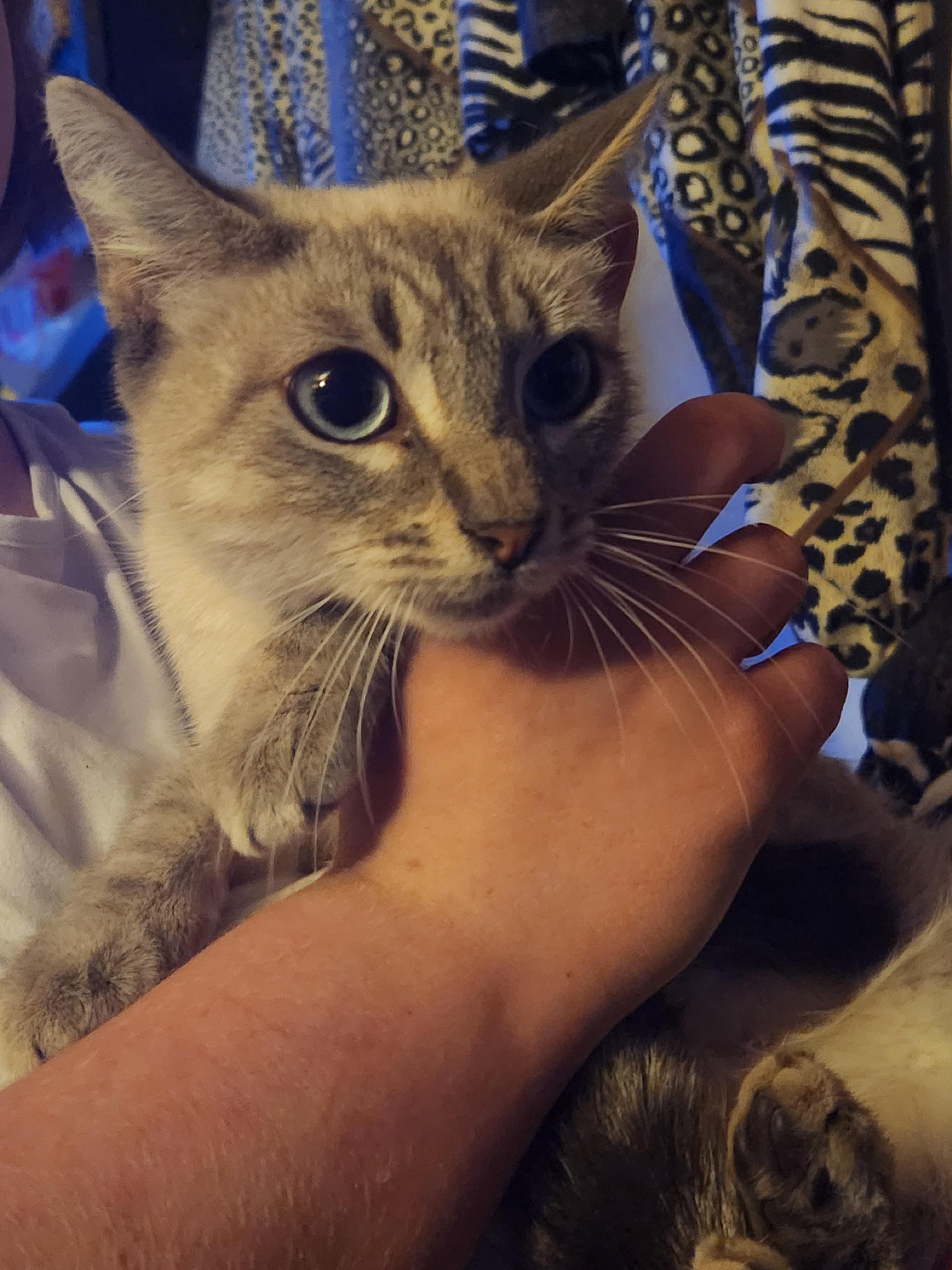 Enlarge Willow, a ADOPTABLE Siamese in Mount Pleasant, TX image 2/6