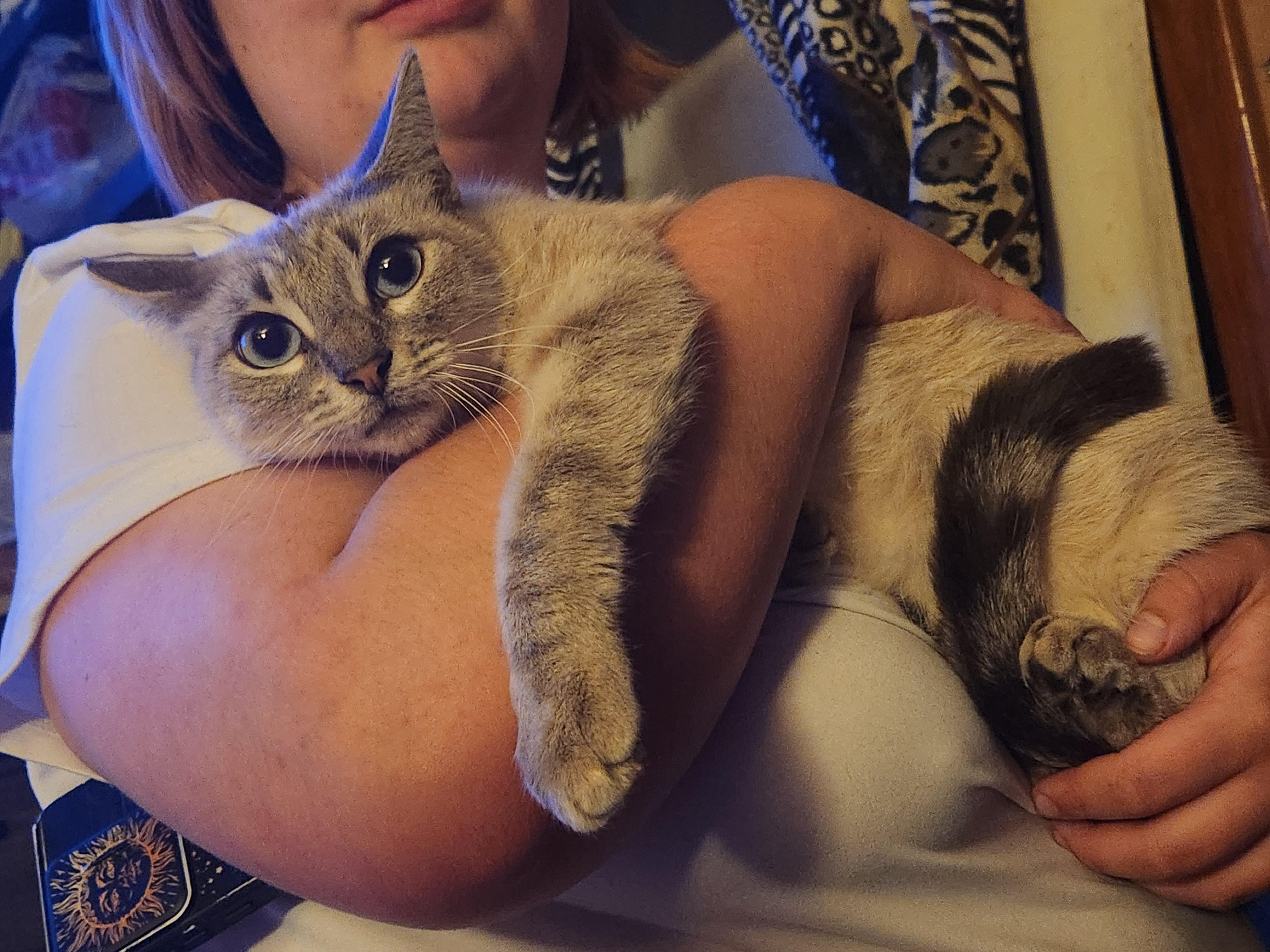 Enlarge Willow, a ADOPTABLE Siamese in Mount Pleasant, TX image 5/6