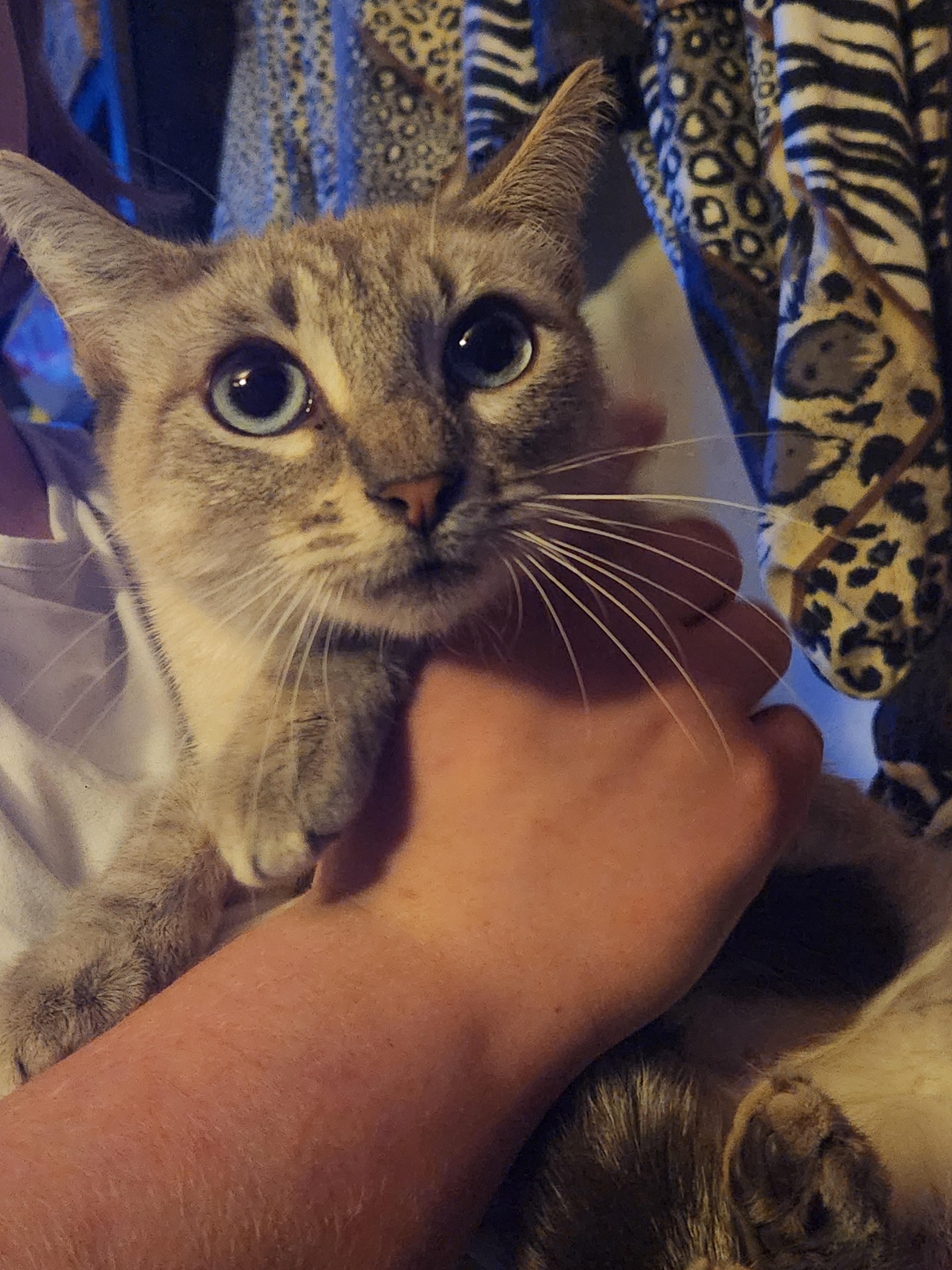 Willow, ADOPTABLE, Adult Female Siamese.