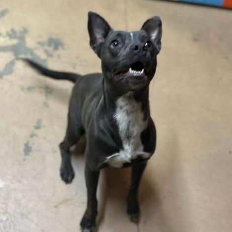 ELM 50 (Lil Blue), a Adoptable Mixed Breed in Gadsden, AL image 2/3