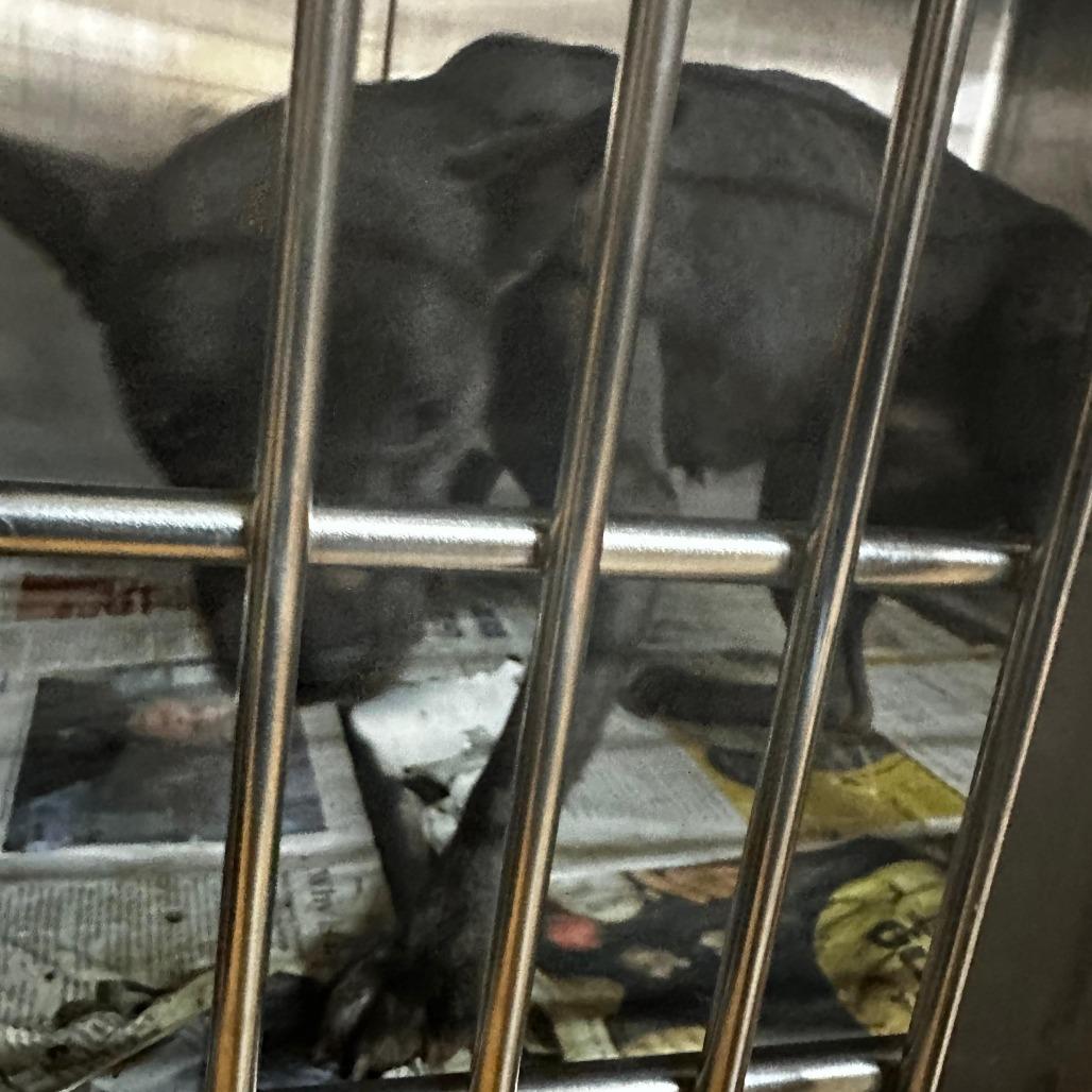 ELM 50 (Lil Blue), a Adoptable Mixed Breed in Gadsden, AL image 3/3