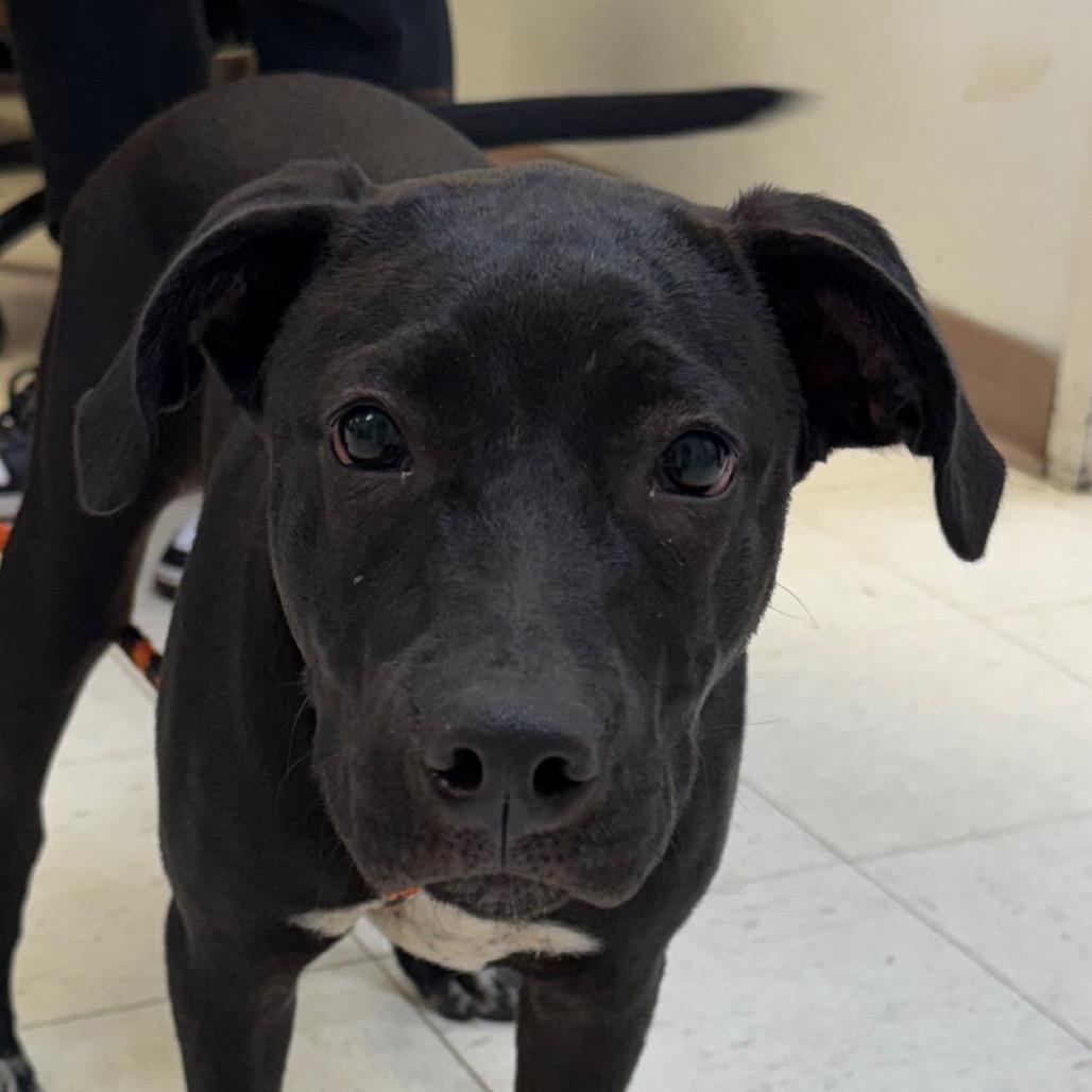 Enlarge Jaxson, a Adoptable mixed breed in Jacksonville, AR image 1/1