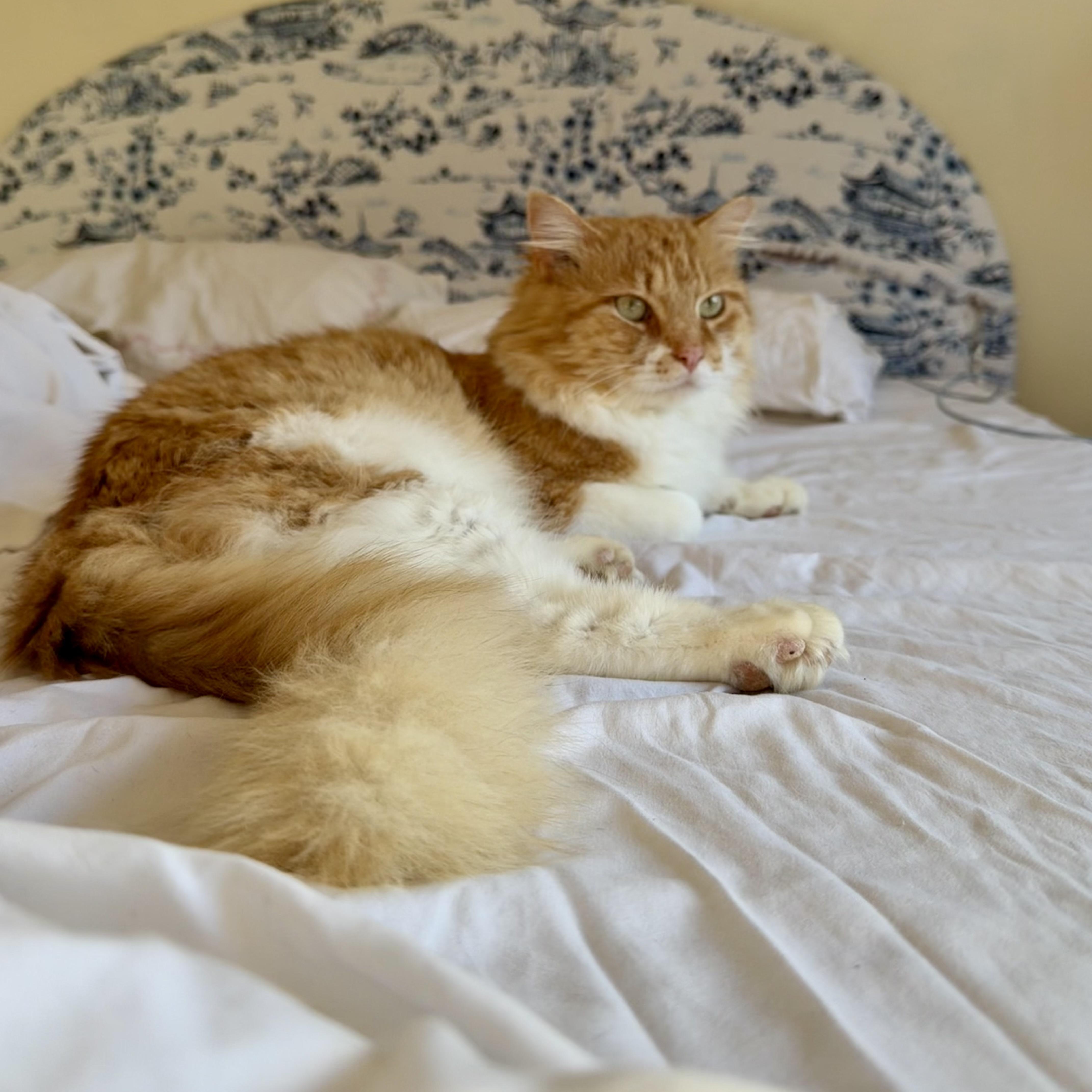 Enlarge Sir Archibald McChicken, a ADOPTABLE Domestic Long Hair in Alexandria, VA image 2/6
