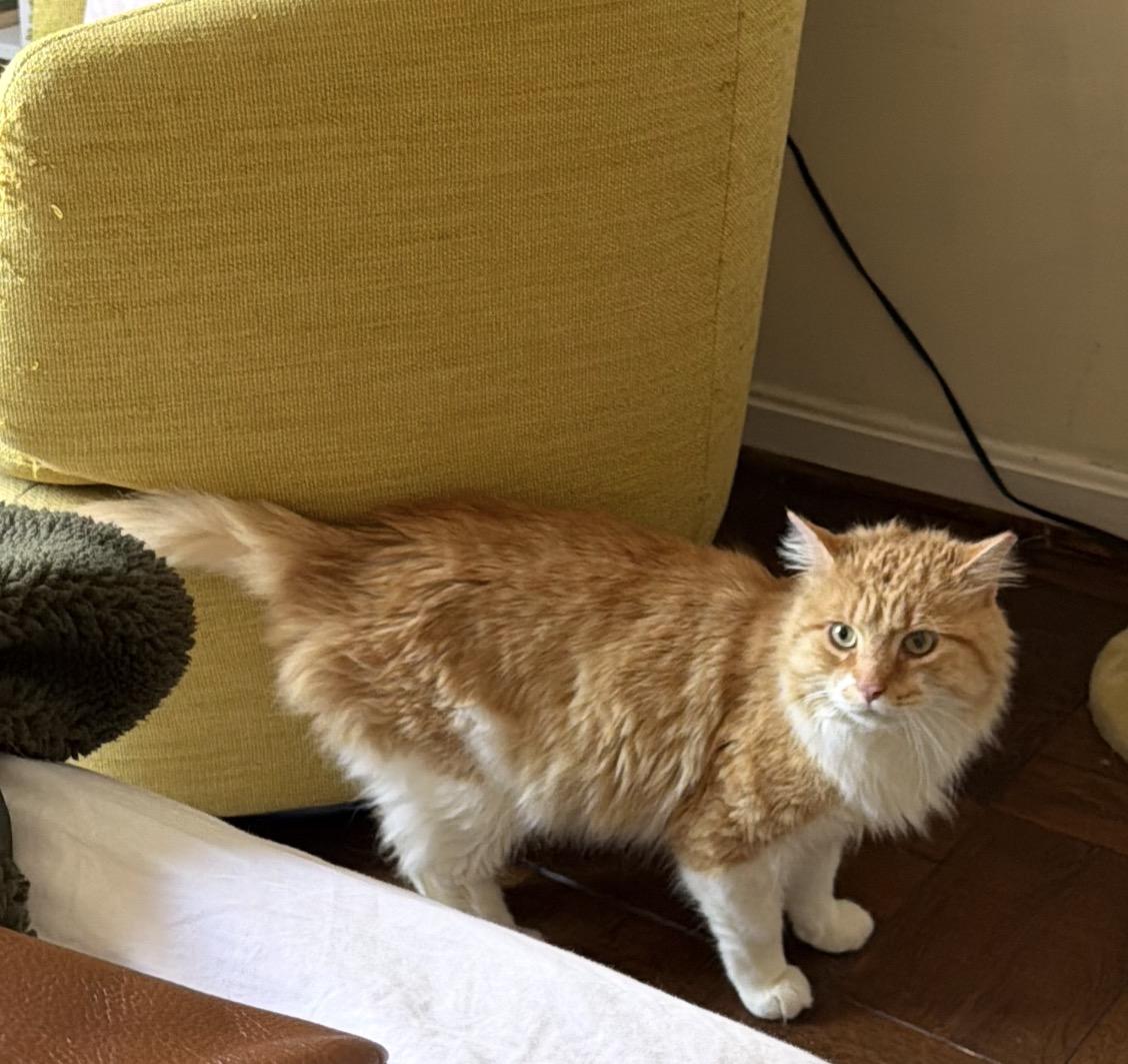 Enlarge Sir Archibald McChicken, a ADOPTABLE Domestic Long Hair in Alexandria, VA image 6/6