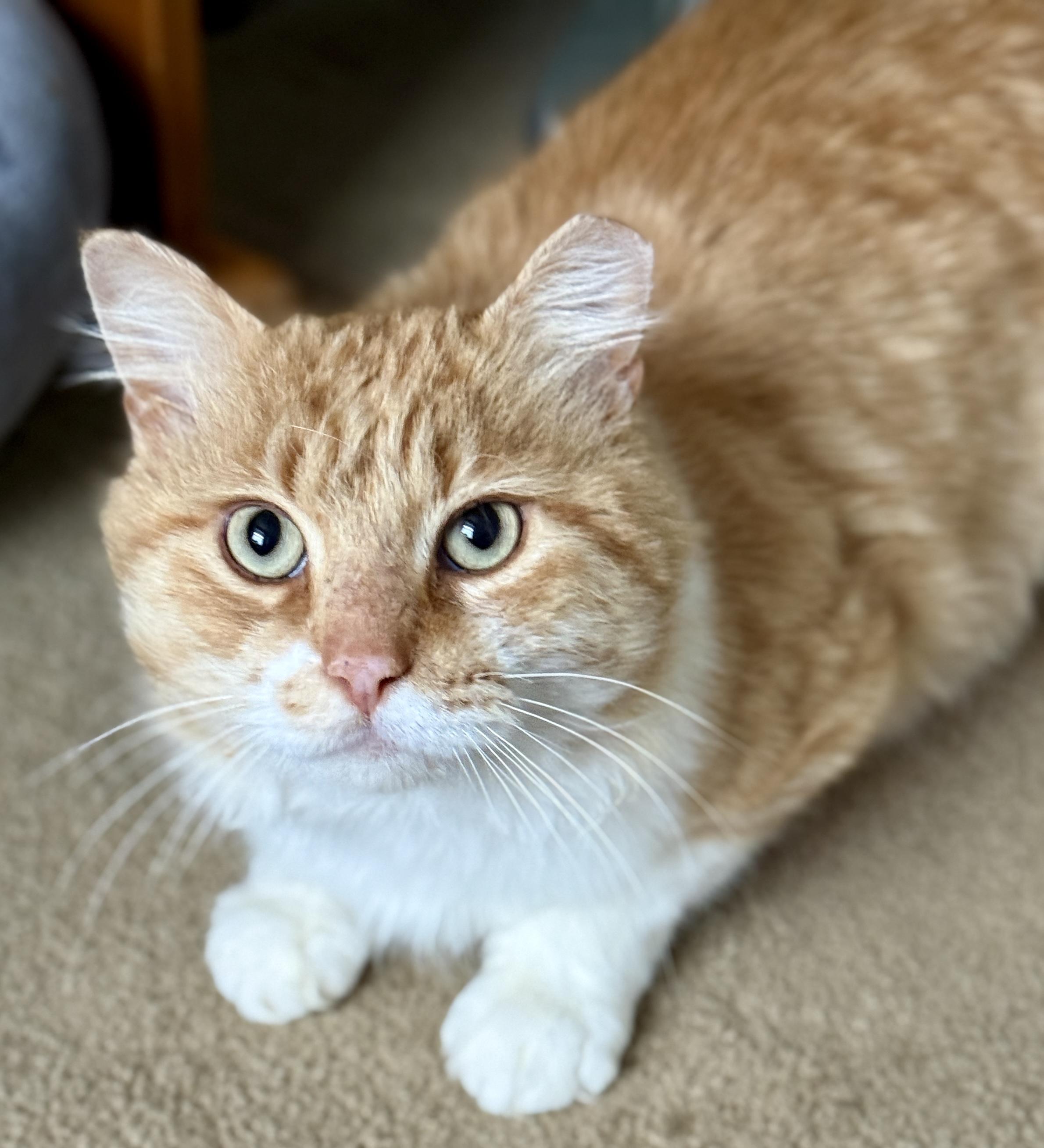 Enlarge Sir Archibald McChicken, a ADOPTABLE Domestic Long Hair in Alexandria, VA image 3/6