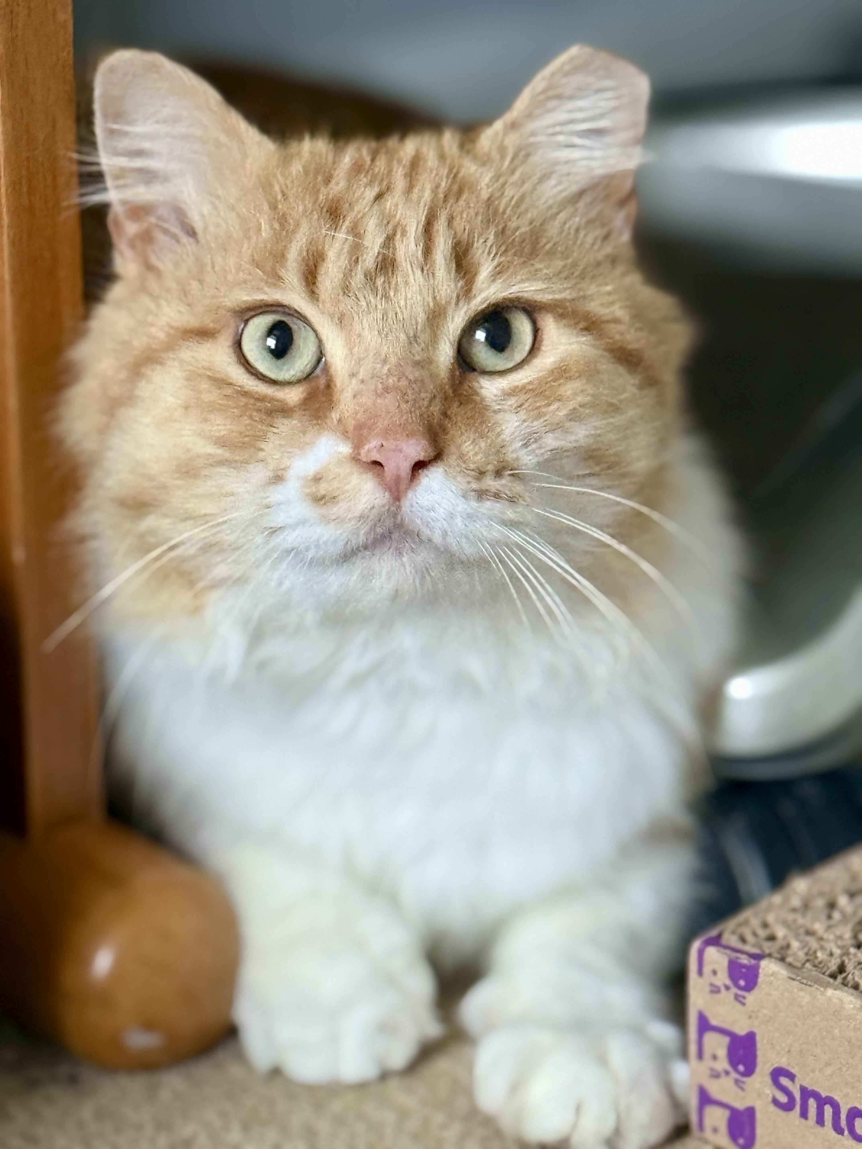 Enlarge Sir Archibald McChicken, a ADOPTABLE Domestic Long Hair in Alexandria, VA image 5/6