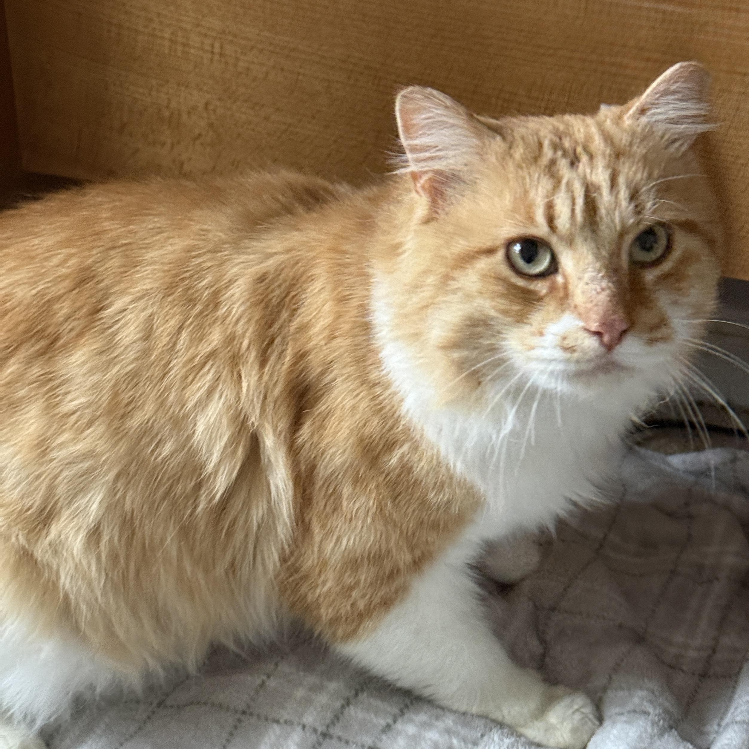 Enlarge Sir Archibald McChicken, a ADOPTABLE Domestic Long Hair in Alexandria, VA image 4/6
