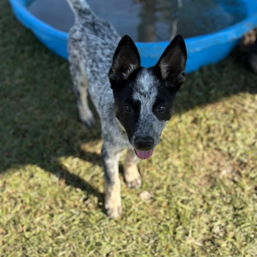 RTIC, Adoptable, Puppy Male Cattle Dog & Australian Shepherd.