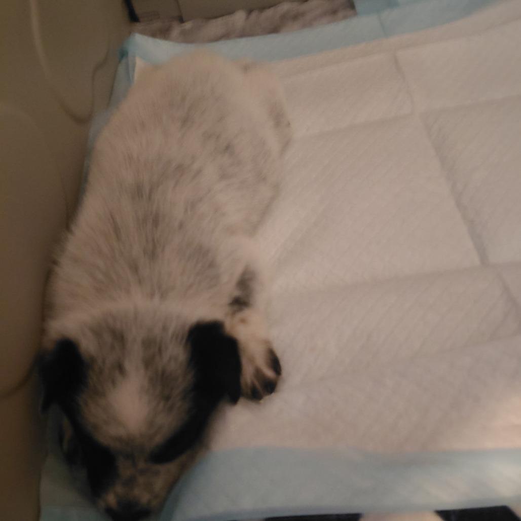 Enlarge RTIC, a Adoptable mixed breed in Long Beach, CA image 2/4