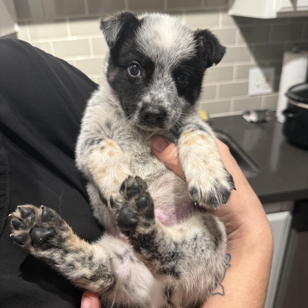 Enlarge RTIC, a Adoptable mixed breed in Long Beach, CA image 3/4