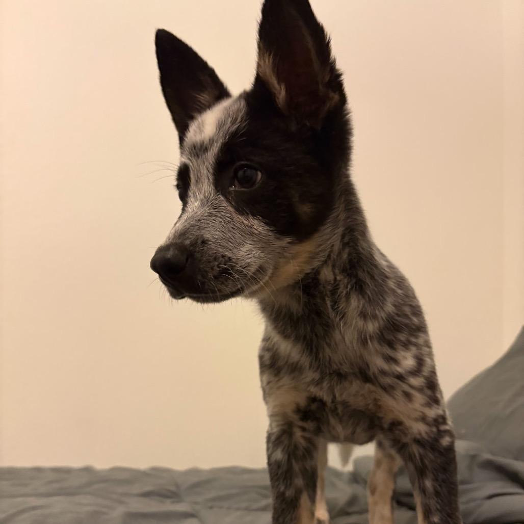 Enlarge RTIC, a Adoptable mixed breed in Long Beach, CA image 4/4