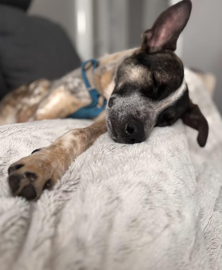 Enlarge Boone, a ADOPTABLE mixed breed in Louisville, KY image 6/6