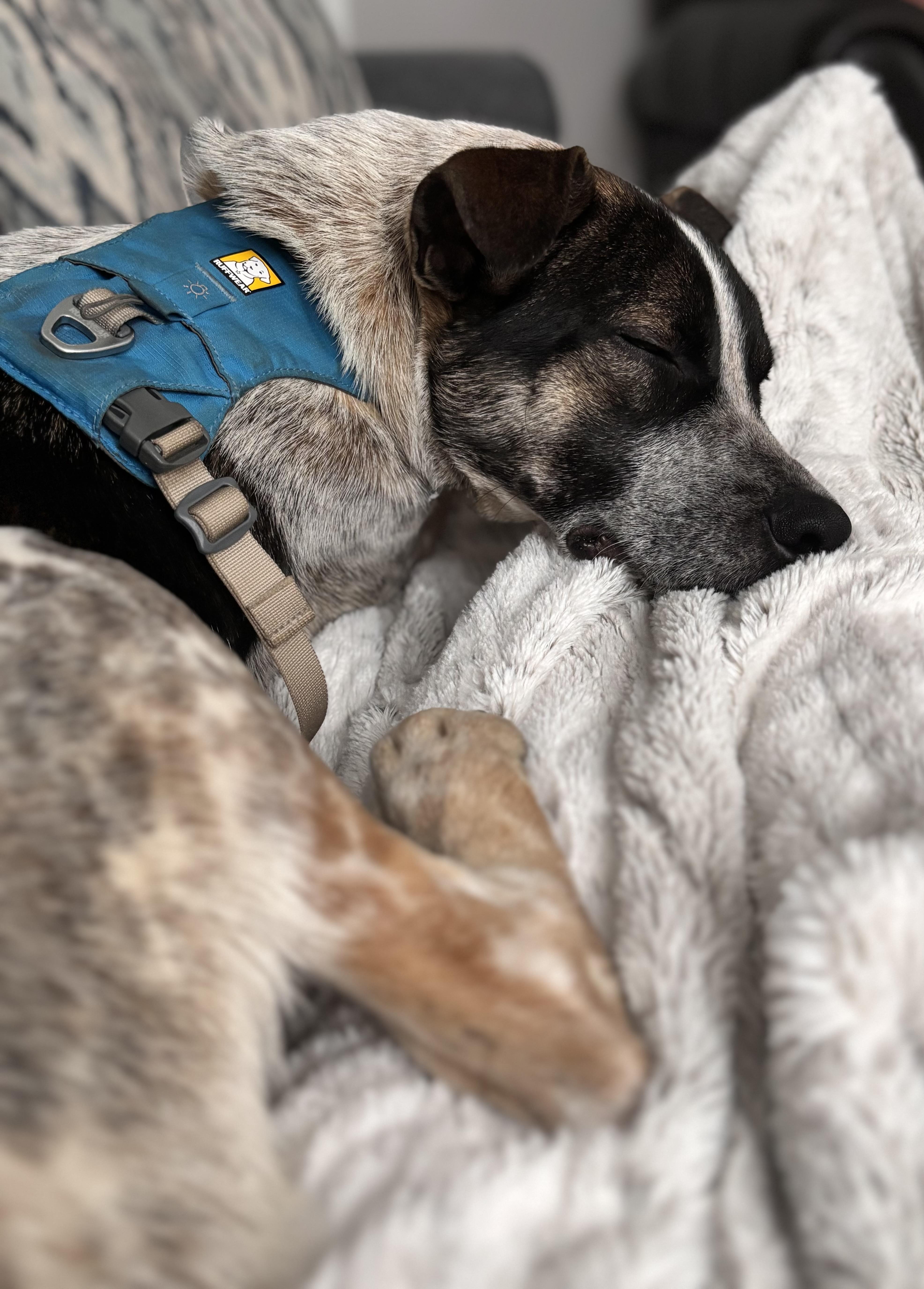 Enlarge Boone, a ADOPTABLE Australian Cattle Dog / Blue Heeler in Louisville, KY image 2/5