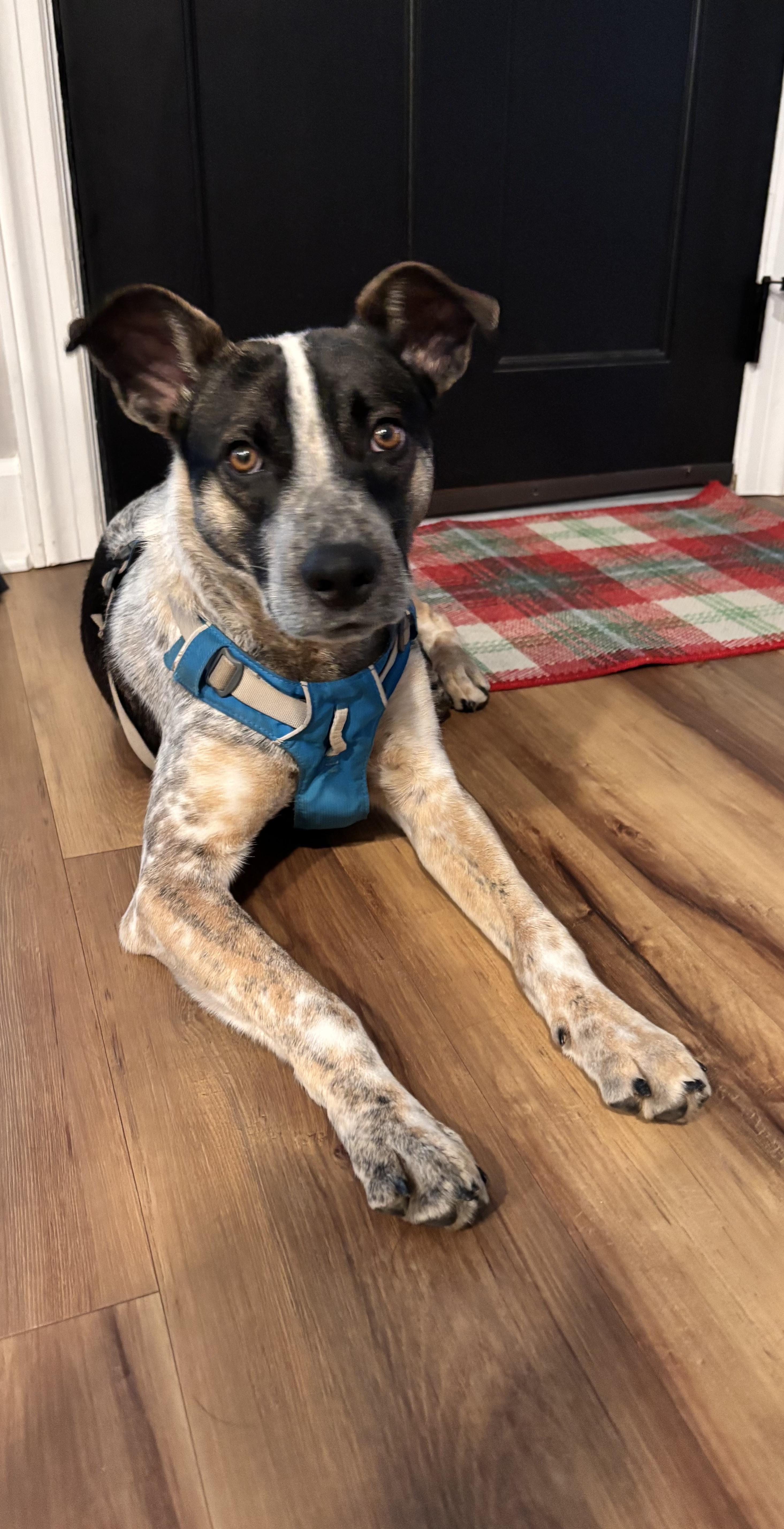 Enlarge Boone, a ADOPTABLE Australian Cattle Dog / Blue Heeler in Louisville, KY image 3/5
