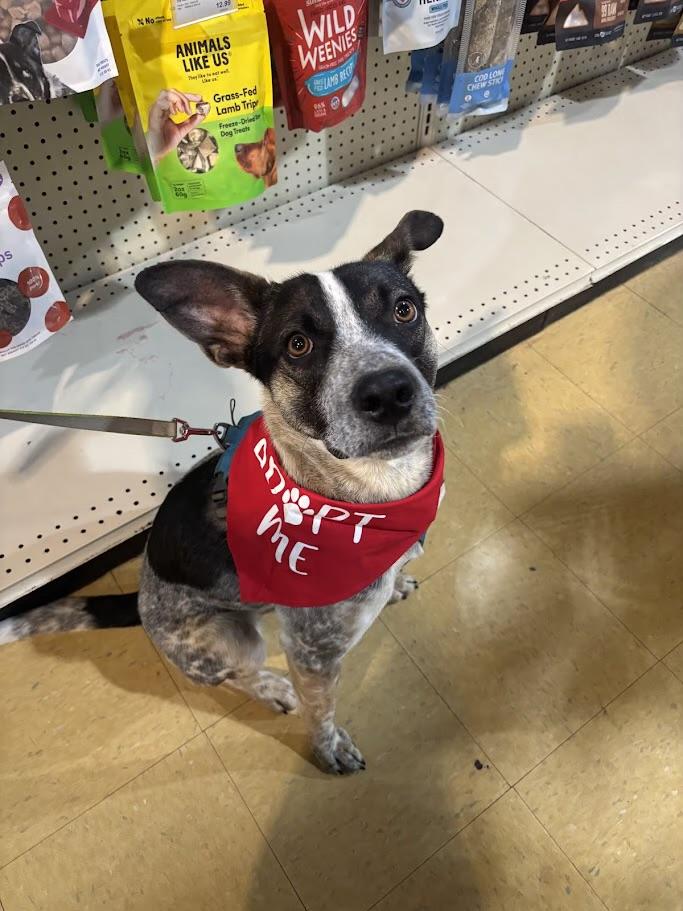 Enlarge Boone, a ADOPTABLE mixed breed in Louisville, KY image 2/6