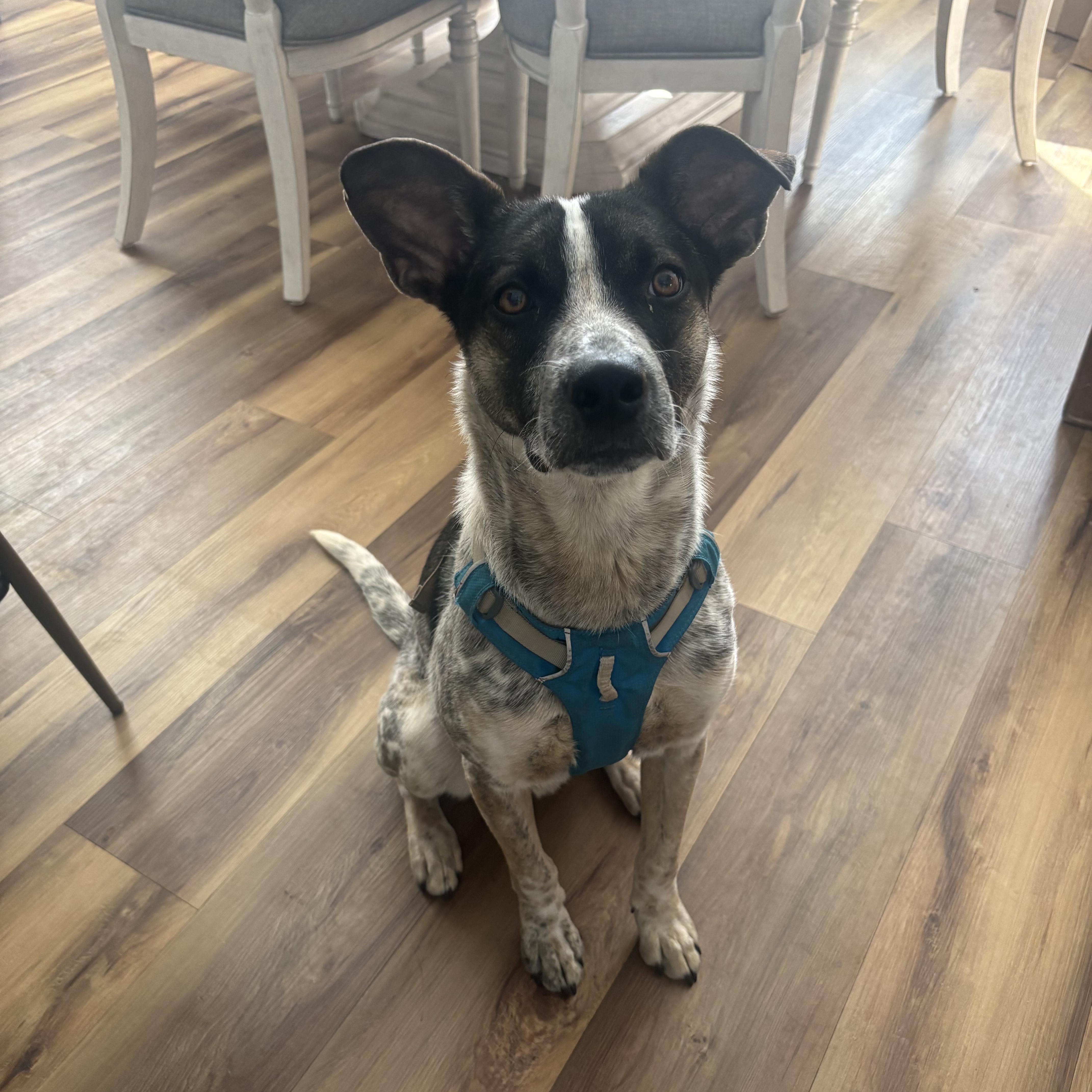 Enlarge Boone, a ADOPTABLE mixed breed in Louisville, KY image 1/6