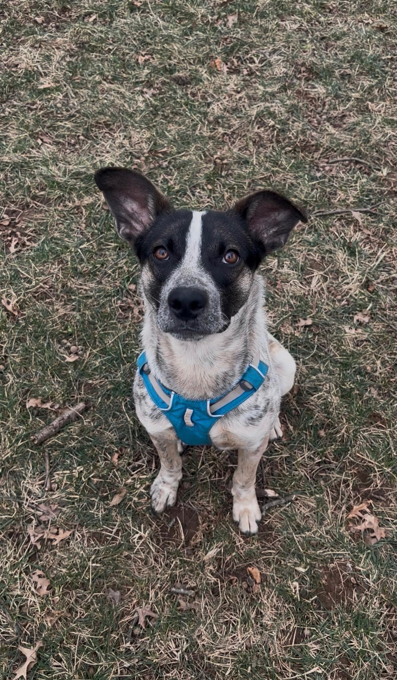 Boone, ADOPTABLE, Young Male Australian Cattle Dog / Blue Heeler.