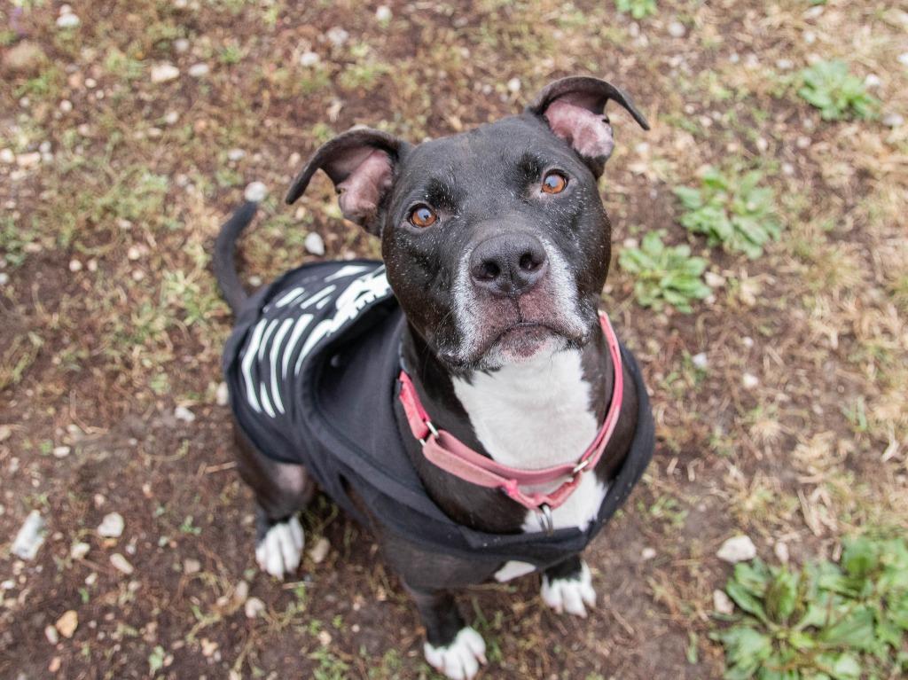 Enlarge Felyx, a Adoptable mixed breed in Lansing, KS image 1/6