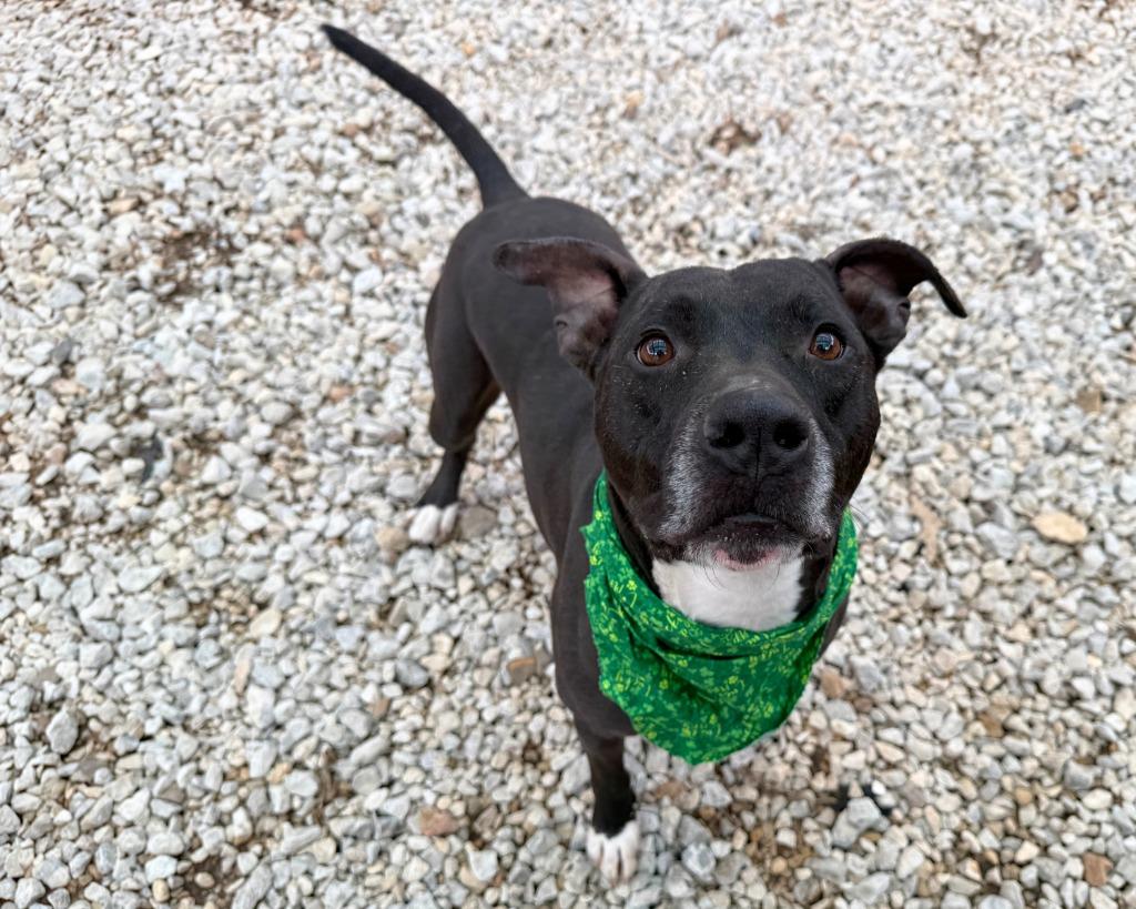 Enlarge Felyx, a Adoptable mixed breed in Lansing, KS image 2/6