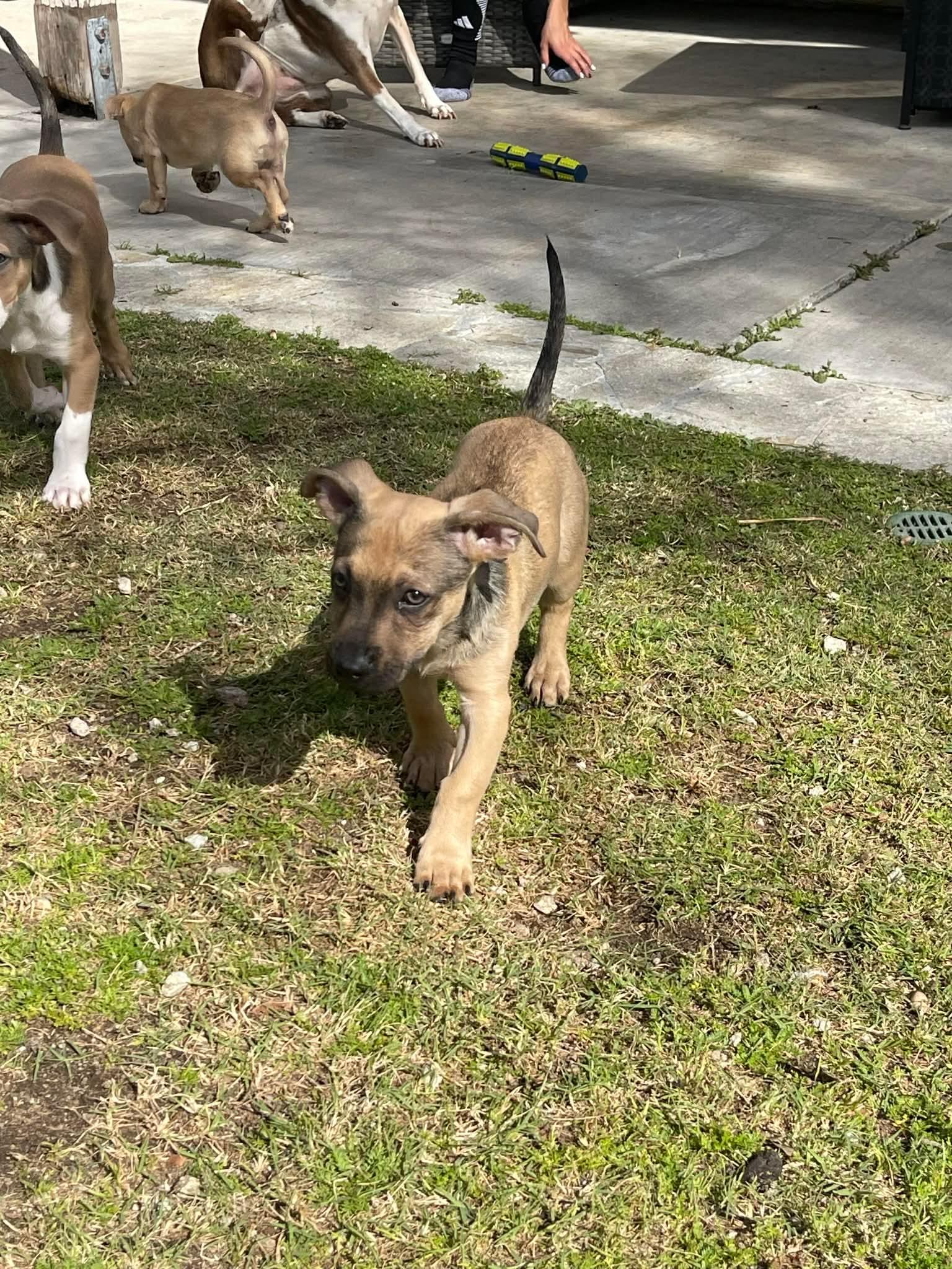 Enlarge Luke, a ADOPTABLE mixed breed in Burbank, CA image 2/6