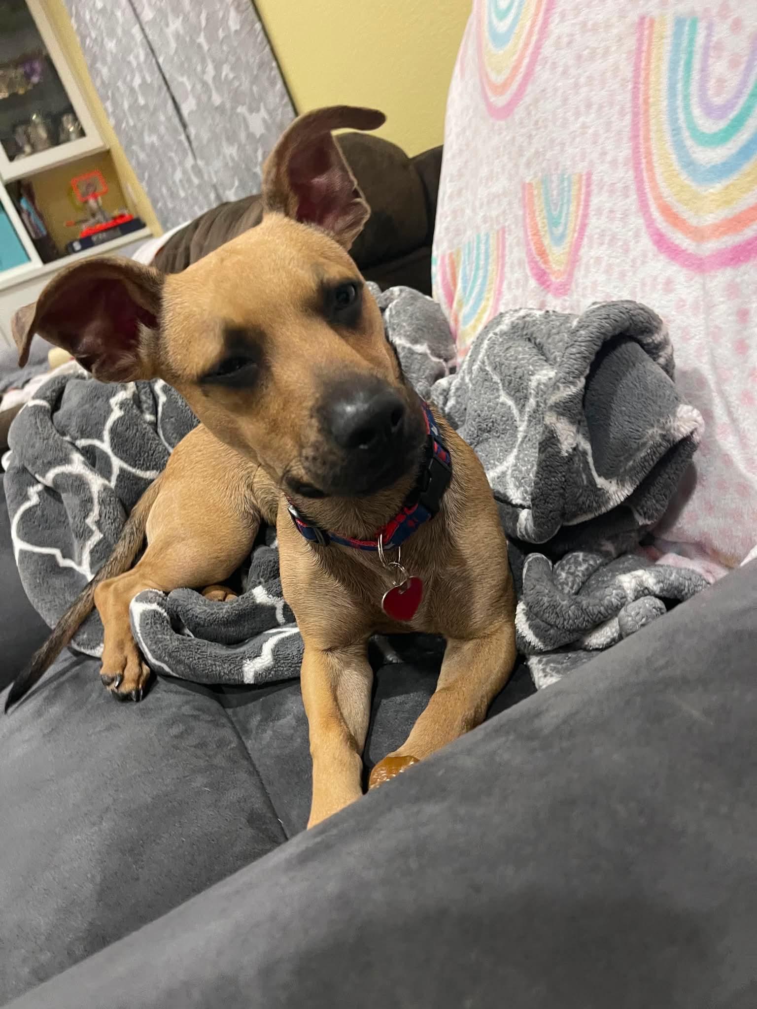 Enlarge Luke, a ADOPTABLE mixed breed in Burbank, CA image 4/6