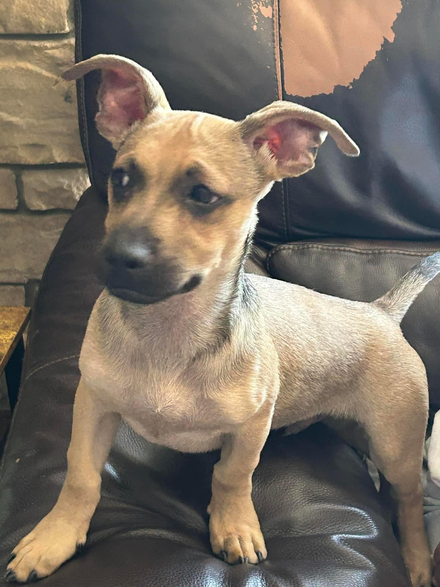 Luke, ADOPTABLE, Young Male Chihuahua.