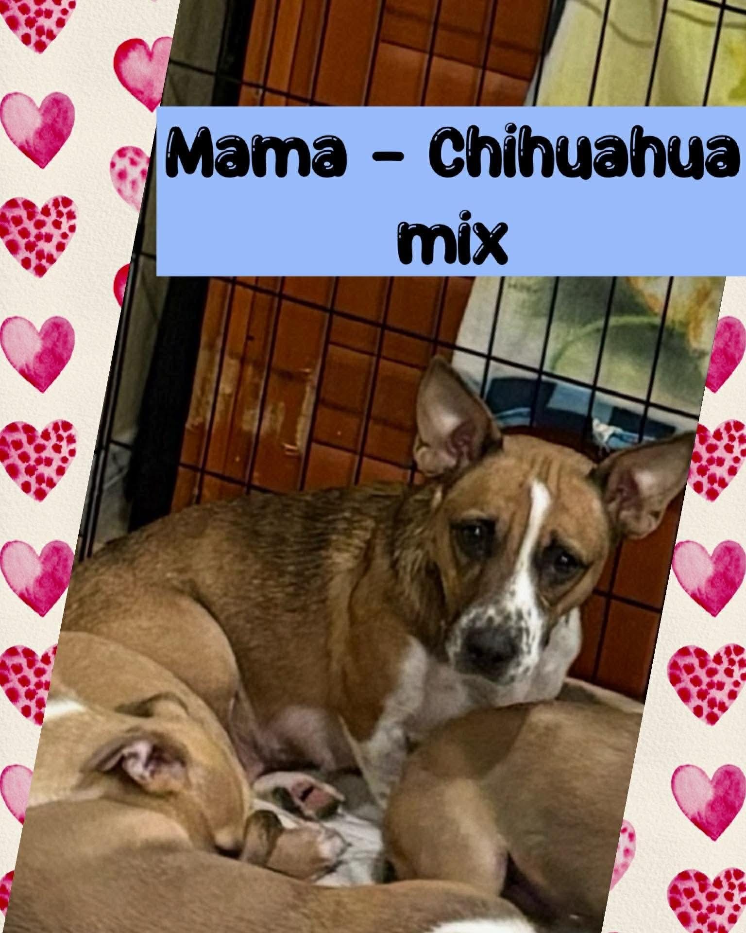 Enlarge Luke, a ADOPTABLE mixed breed in Burbank, CA image 6/6