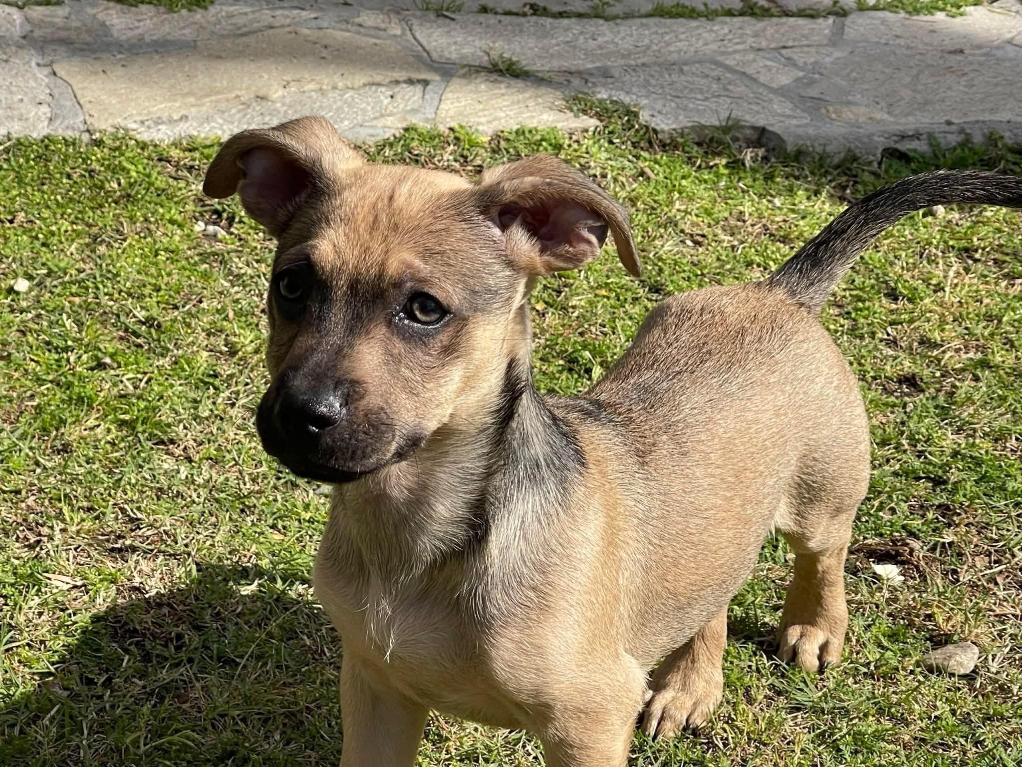 Enlarge Luke, a ADOPTABLE mixed breed in Burbank, CA image 1/6